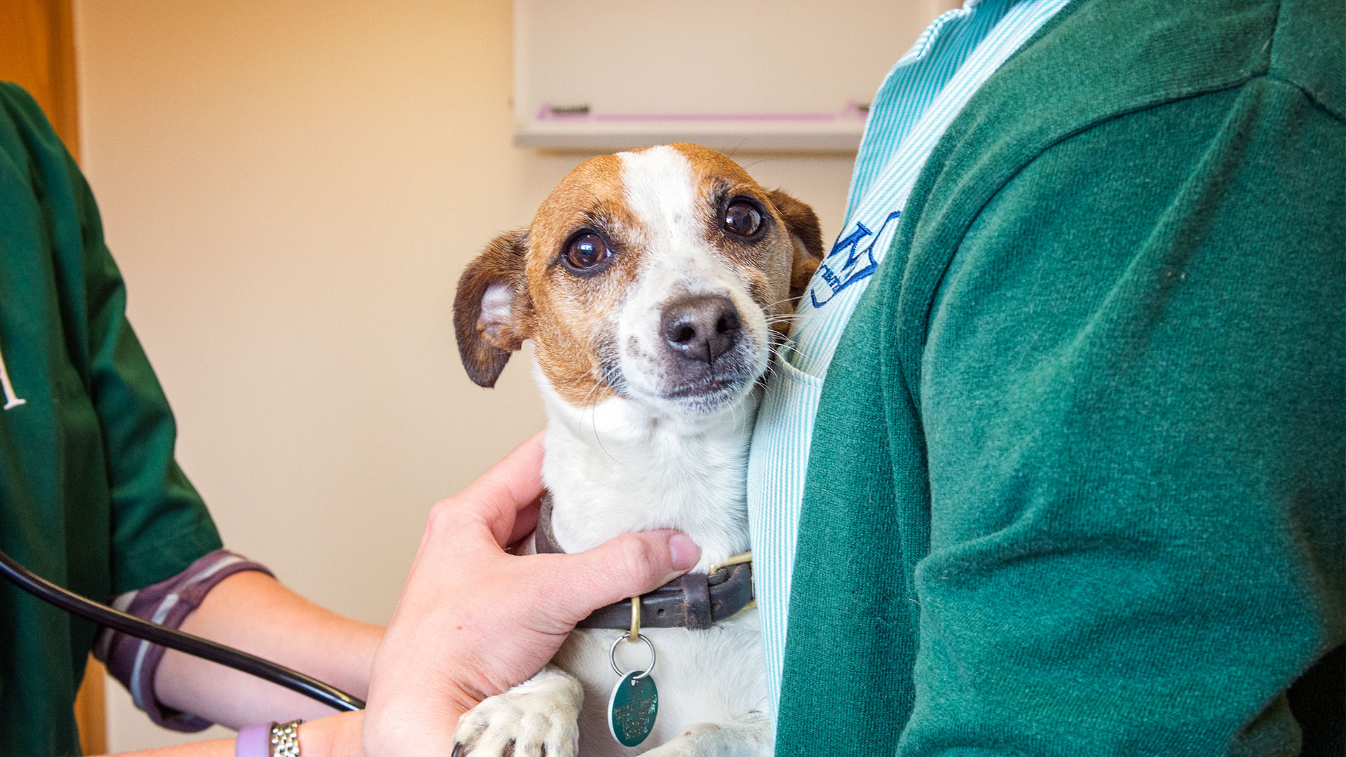 Blog Rowe Vet Group Vets in Bristol & Gloucestershire Rowe Vet Group