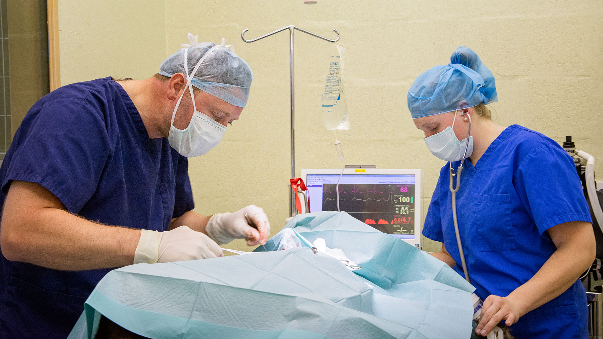 Pet Care Services In Bristol Rowe Veterinary Group Rowe Vet Group