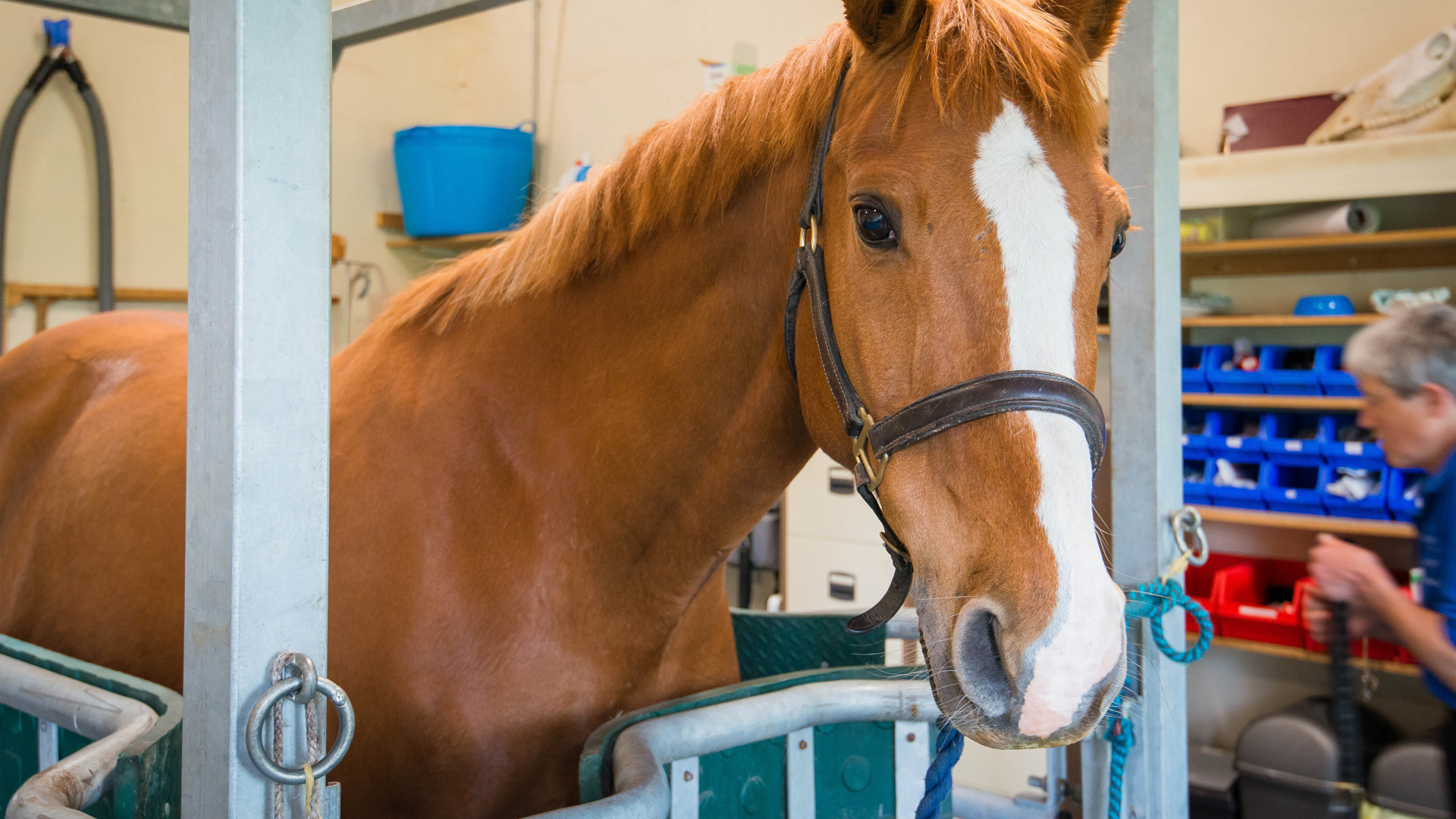 Equine Facilities Local Equine Vets in Merseyside Rufford Vets