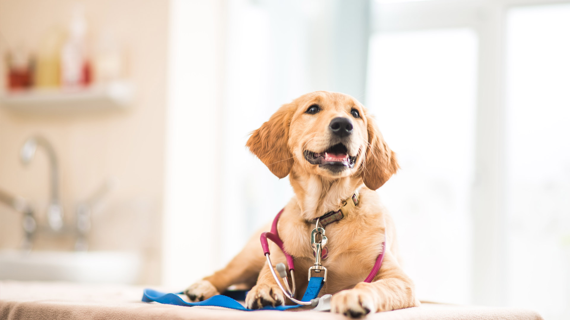 Companion Animal Services Local vet services in Ormskirk