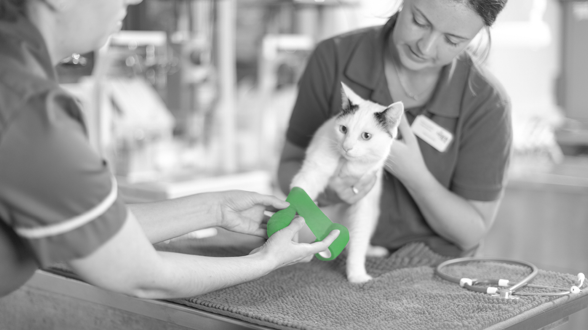 About us Local Vets in Rushden Rushden Vets