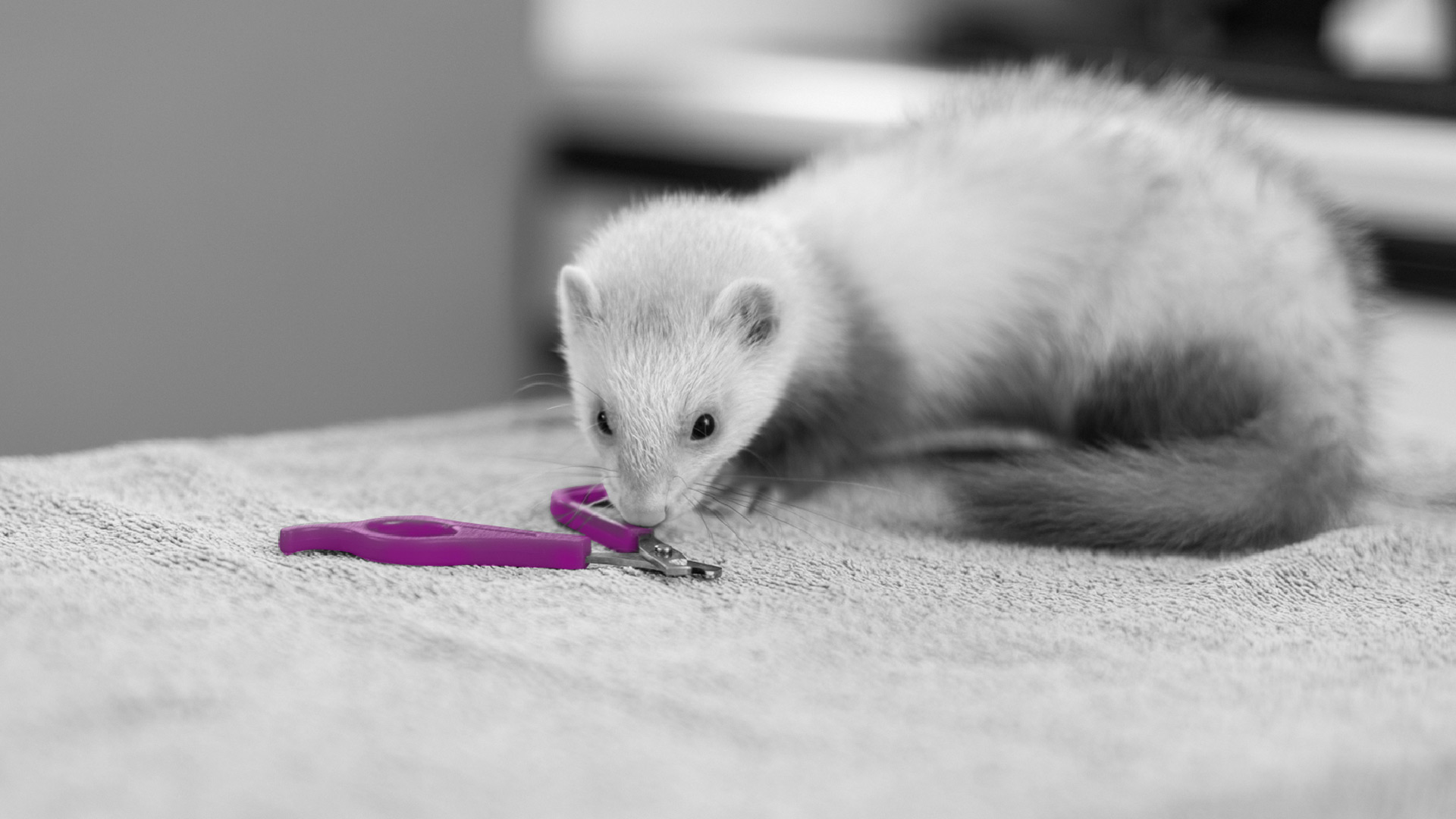 Contact us Local Vets in Rushden Rushden Vets