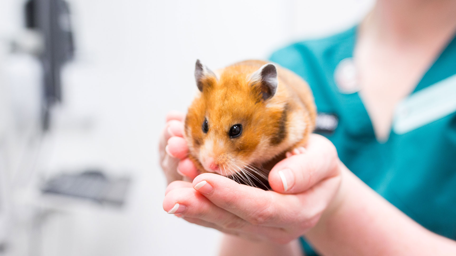 Mobility Advice from Vets in Cwmbran Sanders Vets