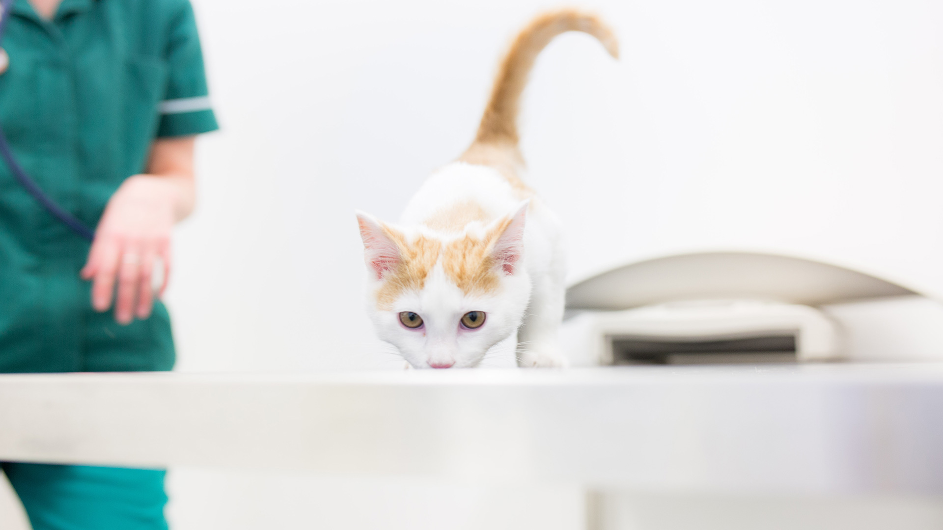 Latest News from Sanders Vets Cwmbran Sanders Vets