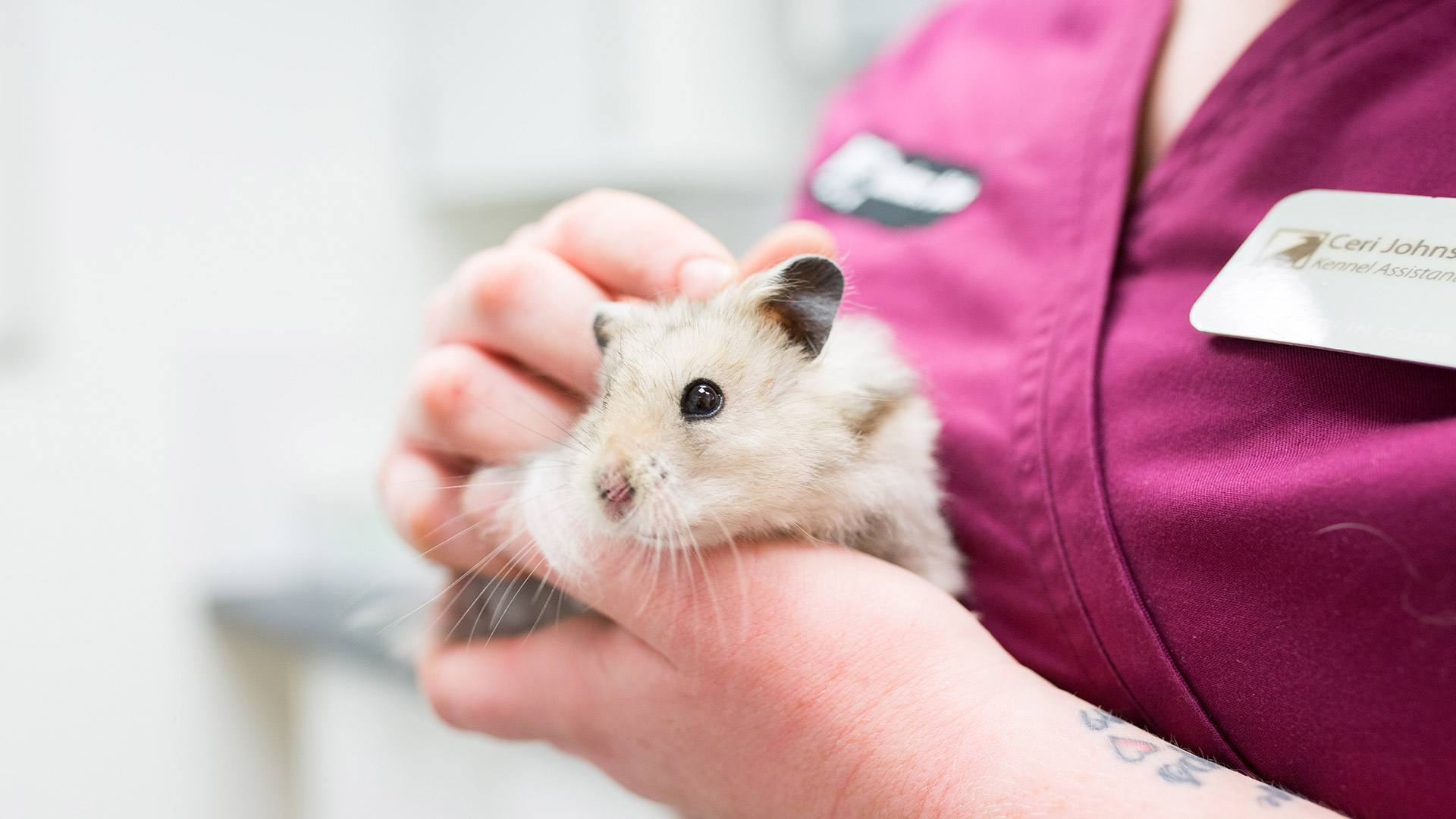 Great Pet Offers from Cwmbran Vets Local Vets in [Town] Sanders Vets