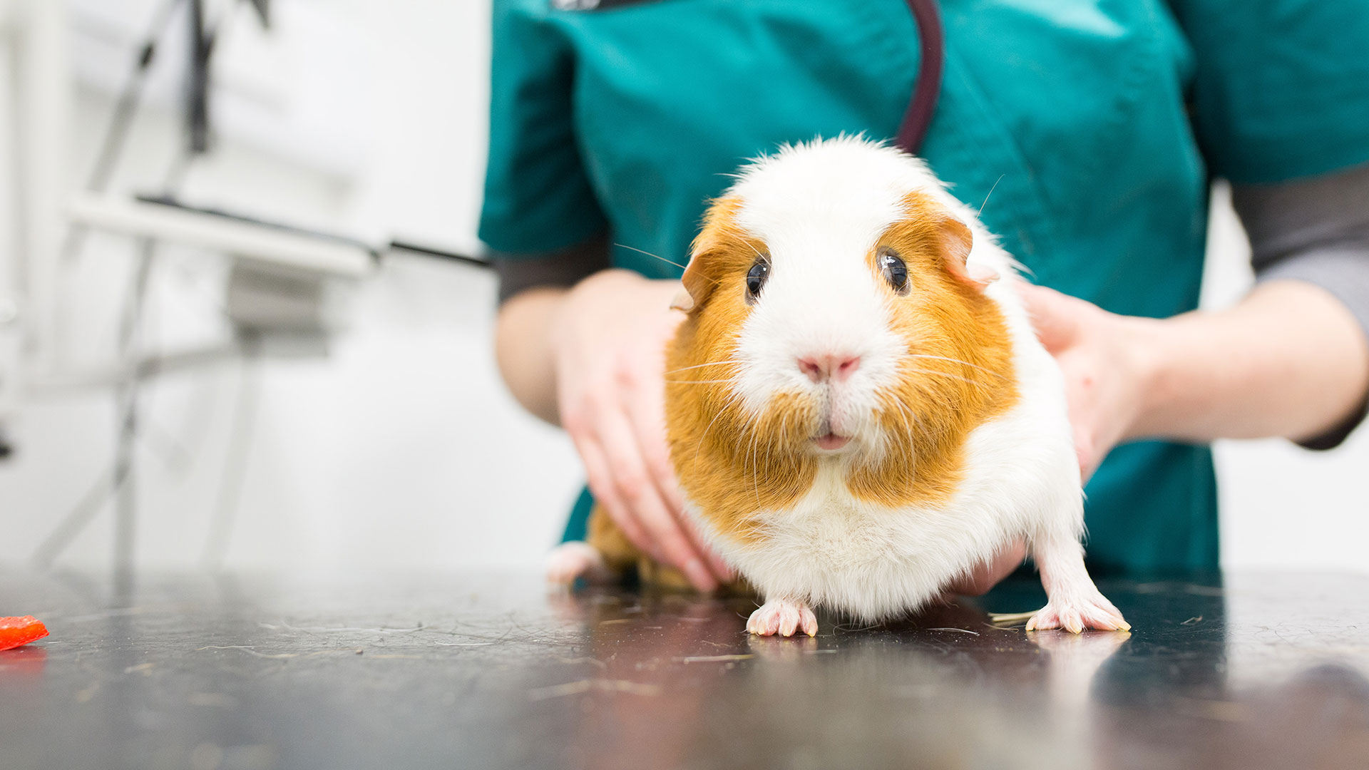 Register Your Pet Sanders Vets