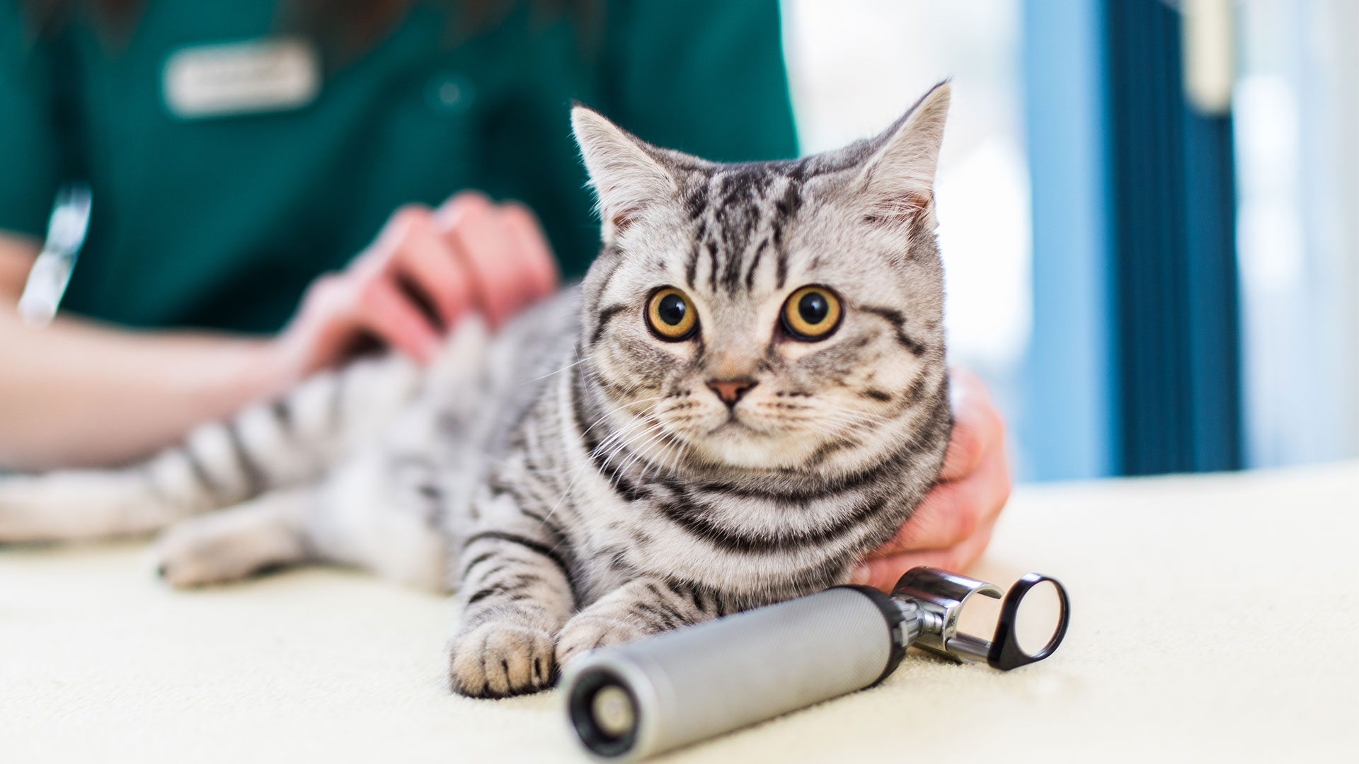 Vet Services in our Cwmbran Vet Clinic Local Vets in Cwmbran