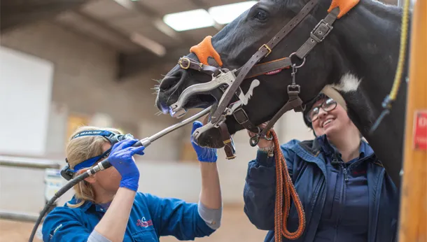 Horse having his teeth checked