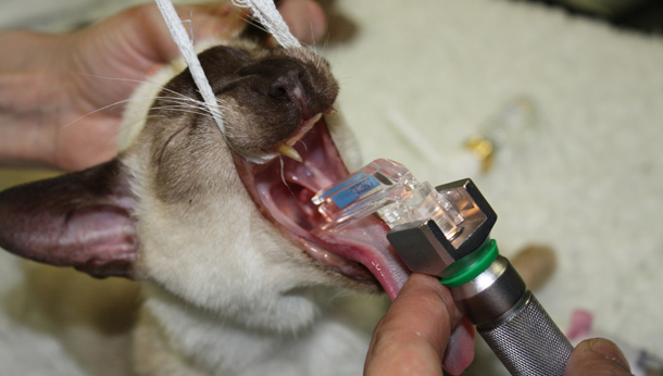 how to put a trach tube in a dog