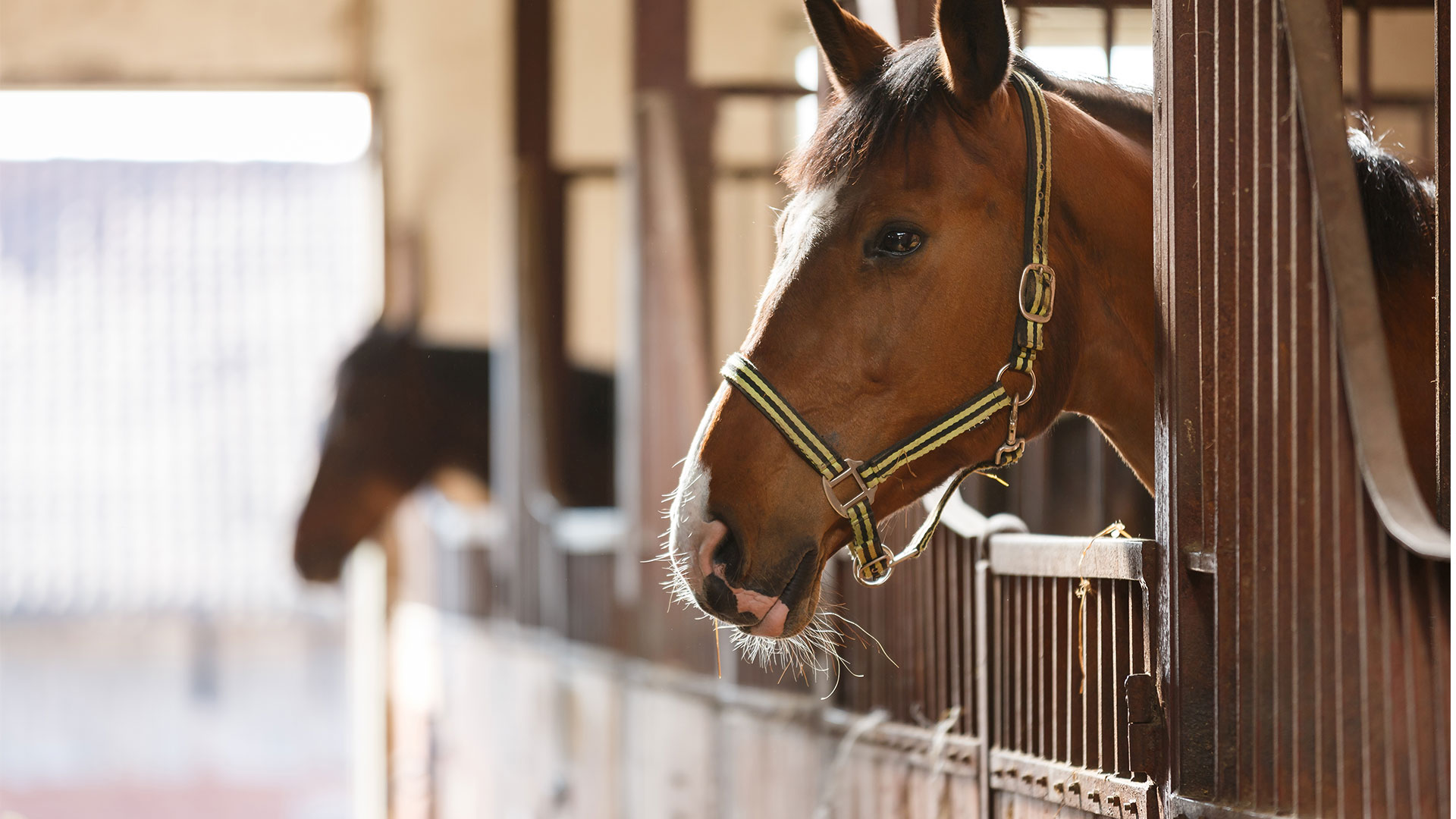 Equine Local vets in Keith and Buckie Seafield Veterinary Group