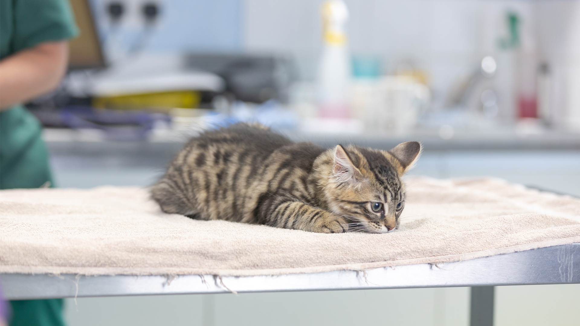 Blog Local Vets in Oldham Shaw Vets (Oldham)