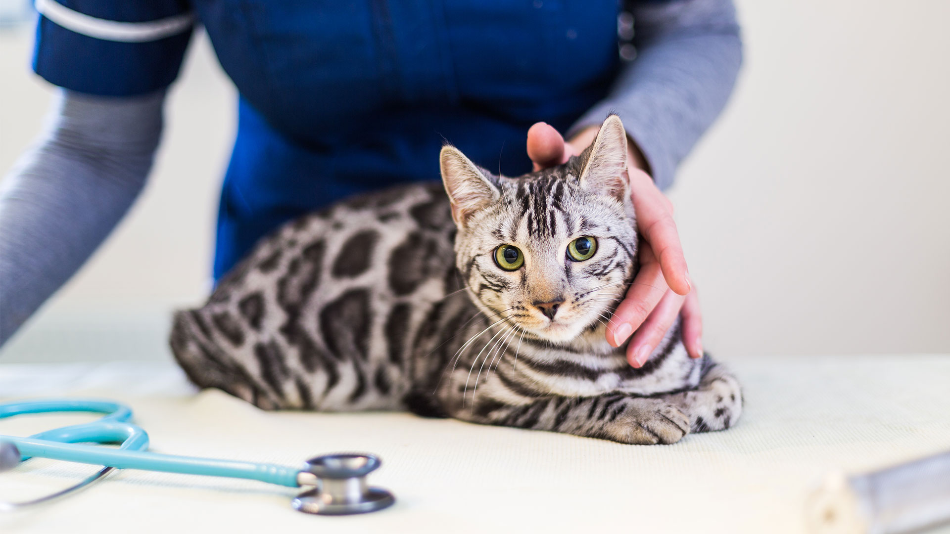 Sheriffs Highway Veterinary Group - Sheriff Highway Vets