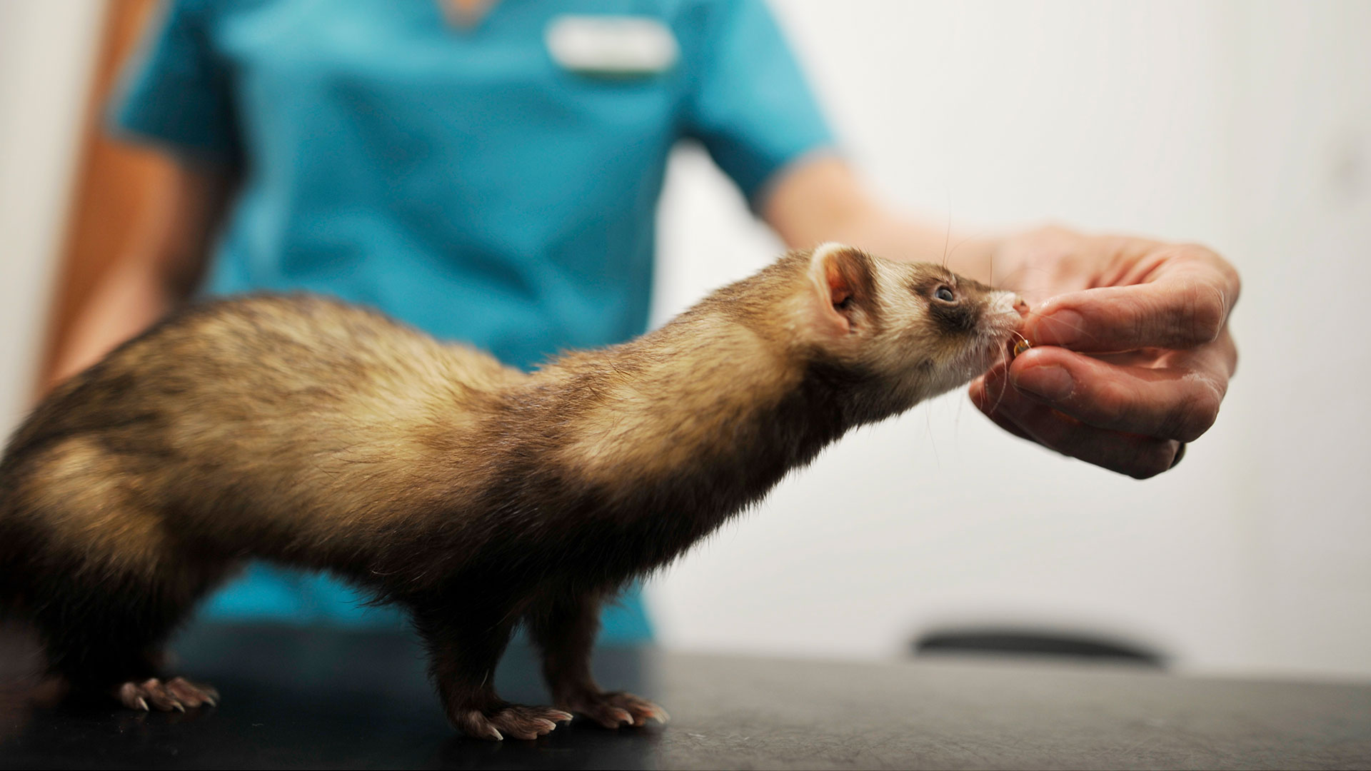 Pet Care Services In Durham Sheriffs Highway Vets Sheriff Highway Vets