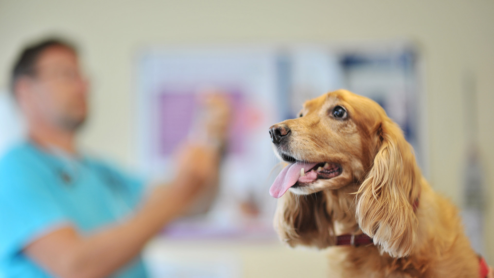 Latest Vet News in West Yorkshire Local Vets Shipley Vets