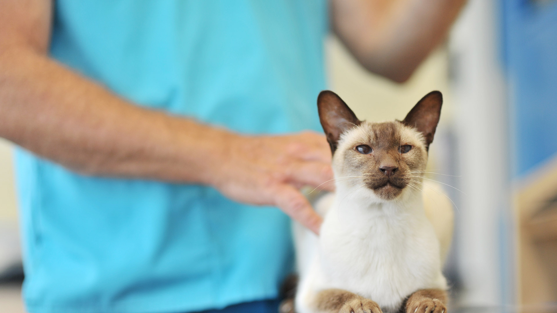 Local Vet Offers in Shipley and Idle Vets, West Yorkshire Shipley Vets