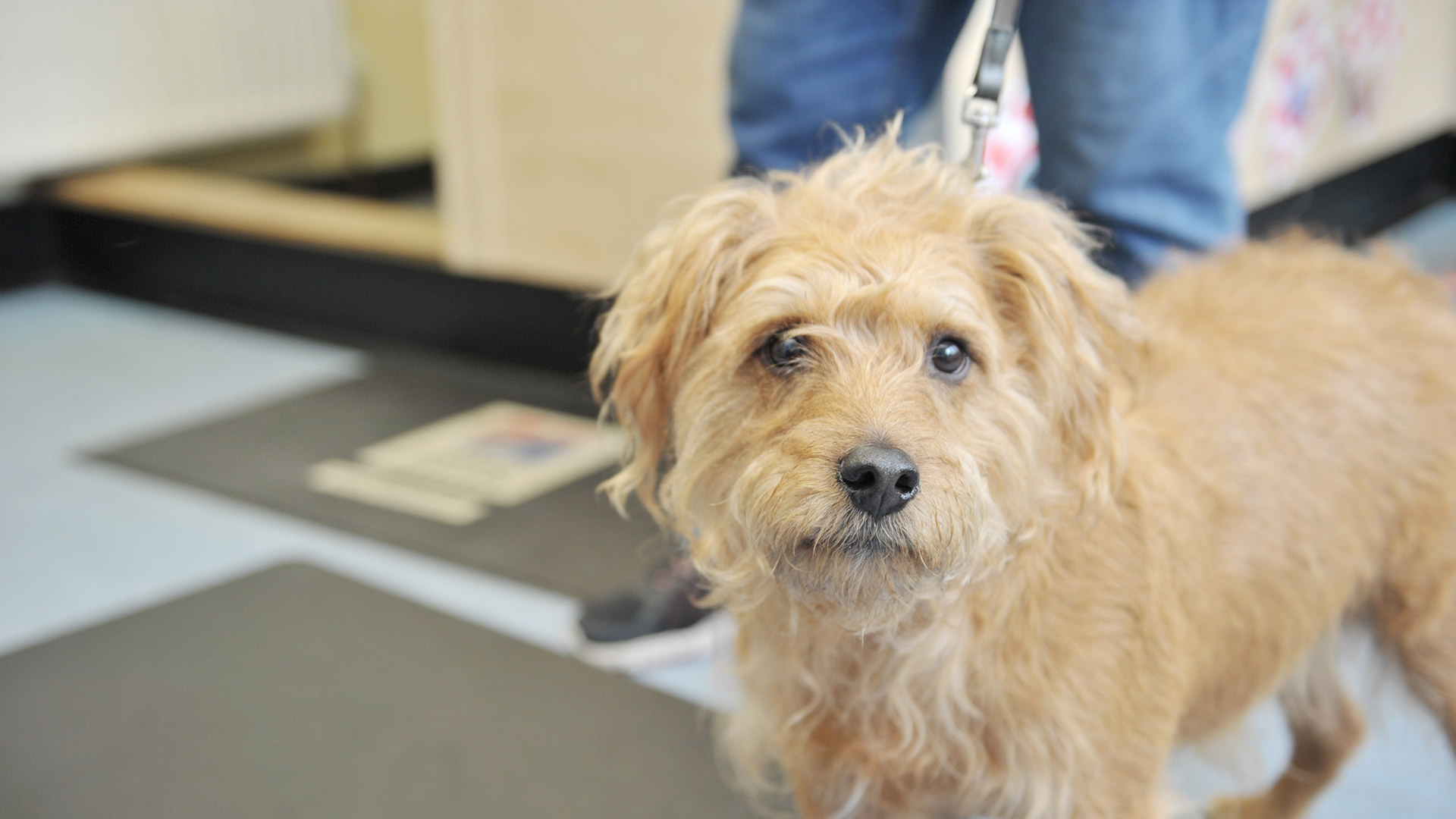 Out of hours emergency pet care in Shipley and Idle West Yorkshire