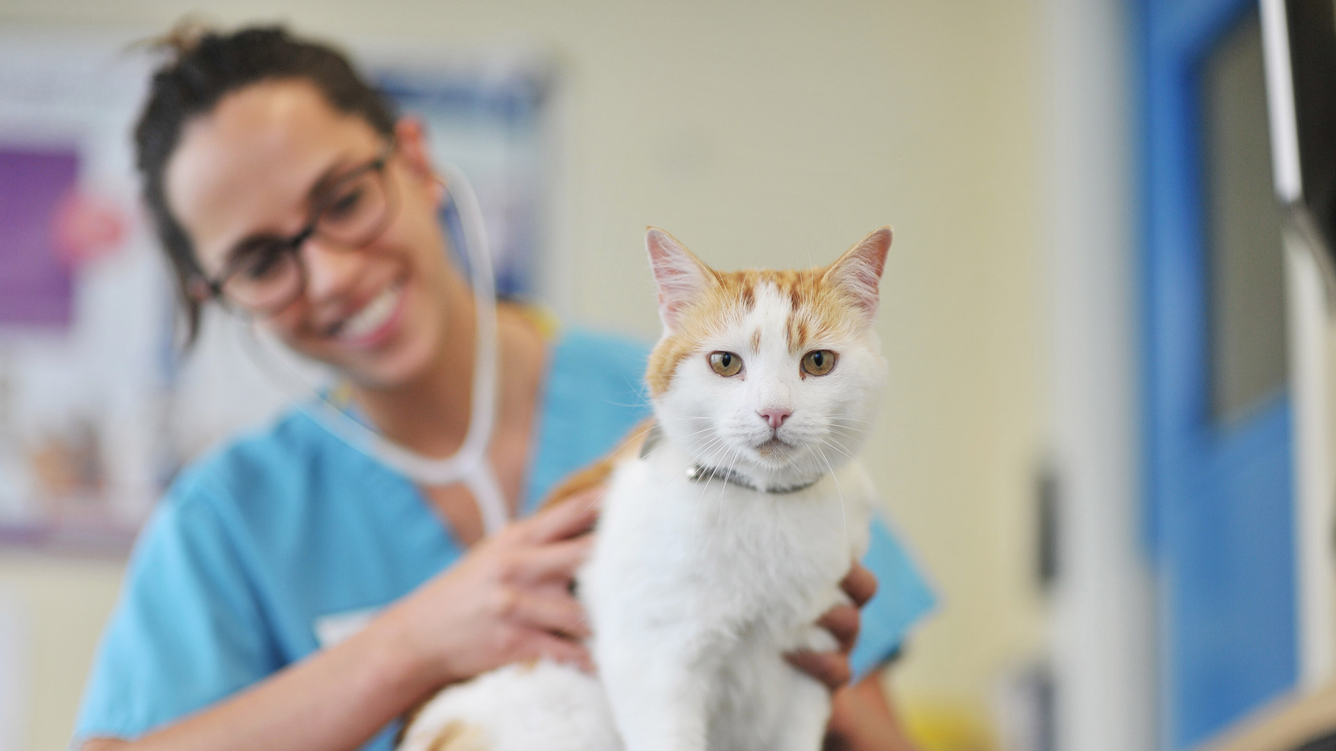 Pet Advice From Vets in West Yorkshire Shipley Vets