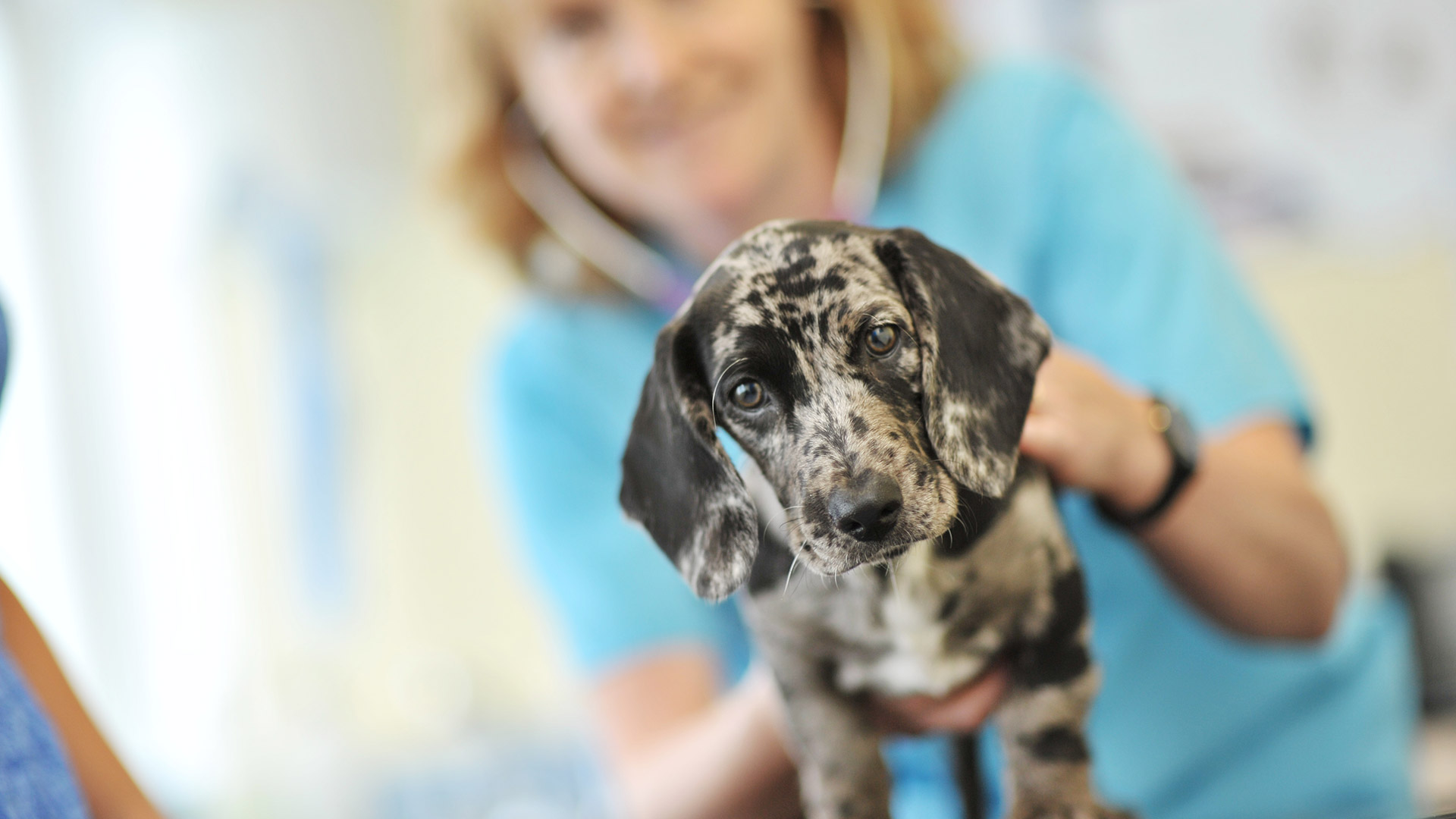 Register Your Pet Shipley Vets