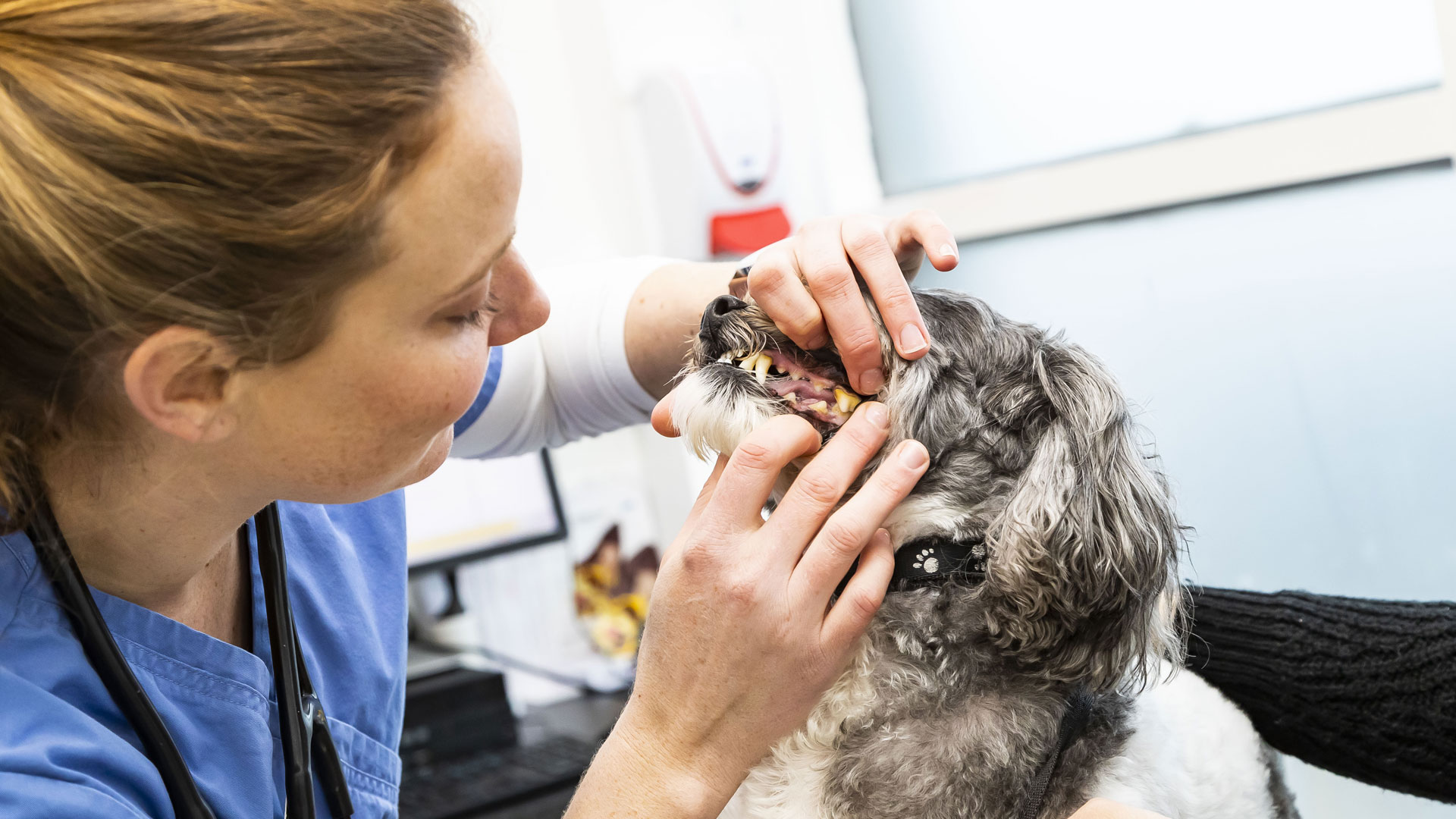 Dental Services Local Vets in Gourock Shore Vet Centre