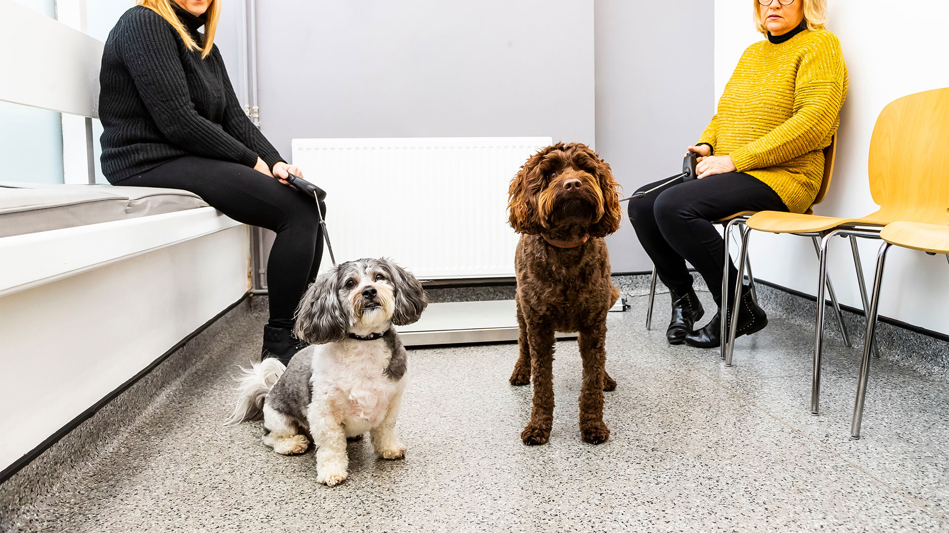 Offers Local Vets in Gourock near Glasgow Shore Vet Centre