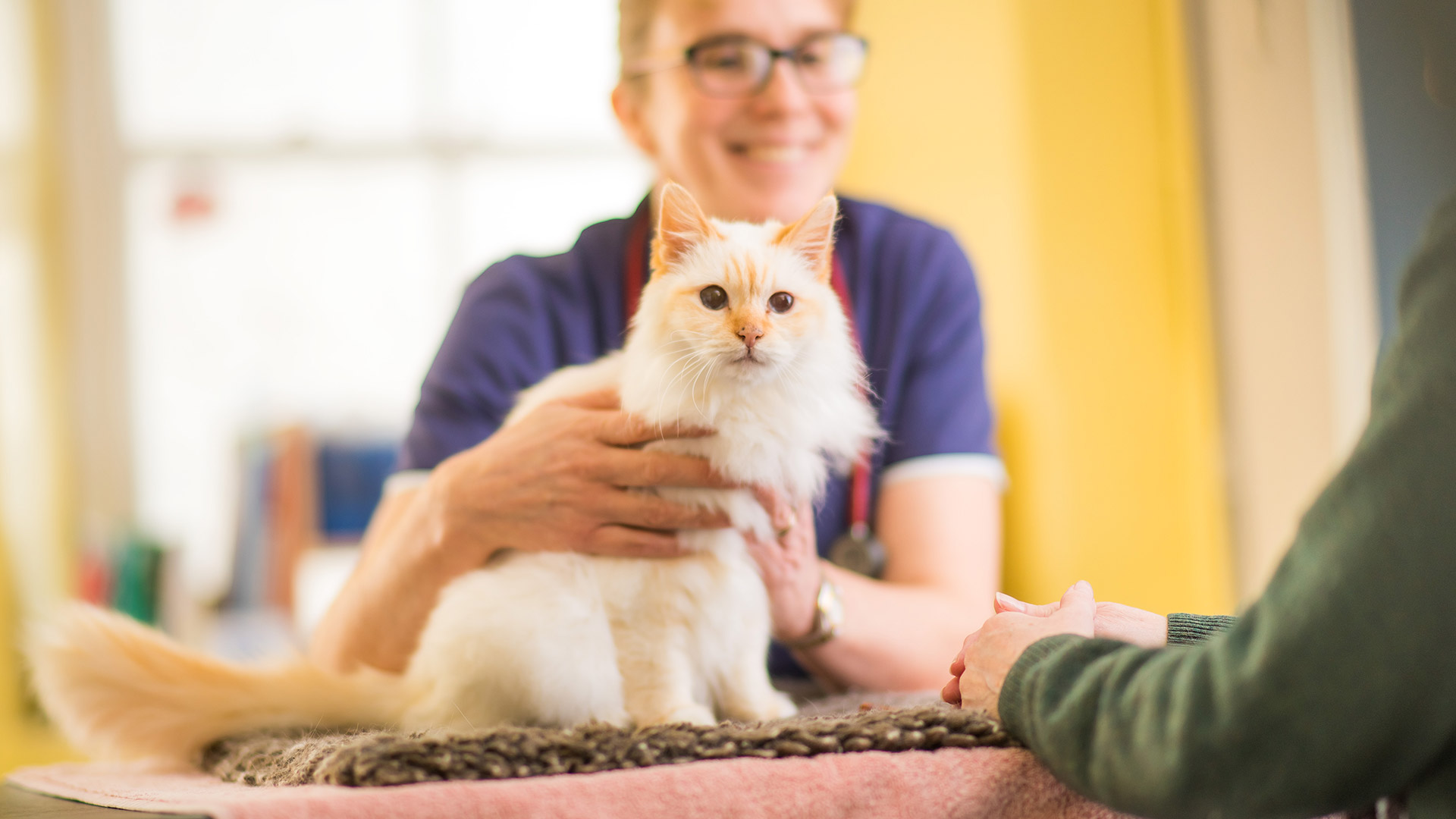 About us Local Vets around Gillingham Shreen Vets