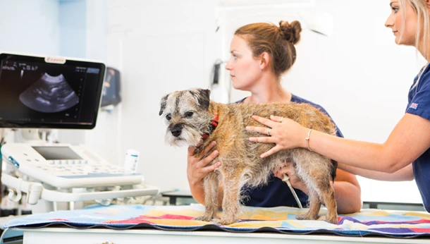 Vets in Gillingham | Local Dorset Vets - Shreen Vets