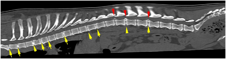 what does a dog ct scan show