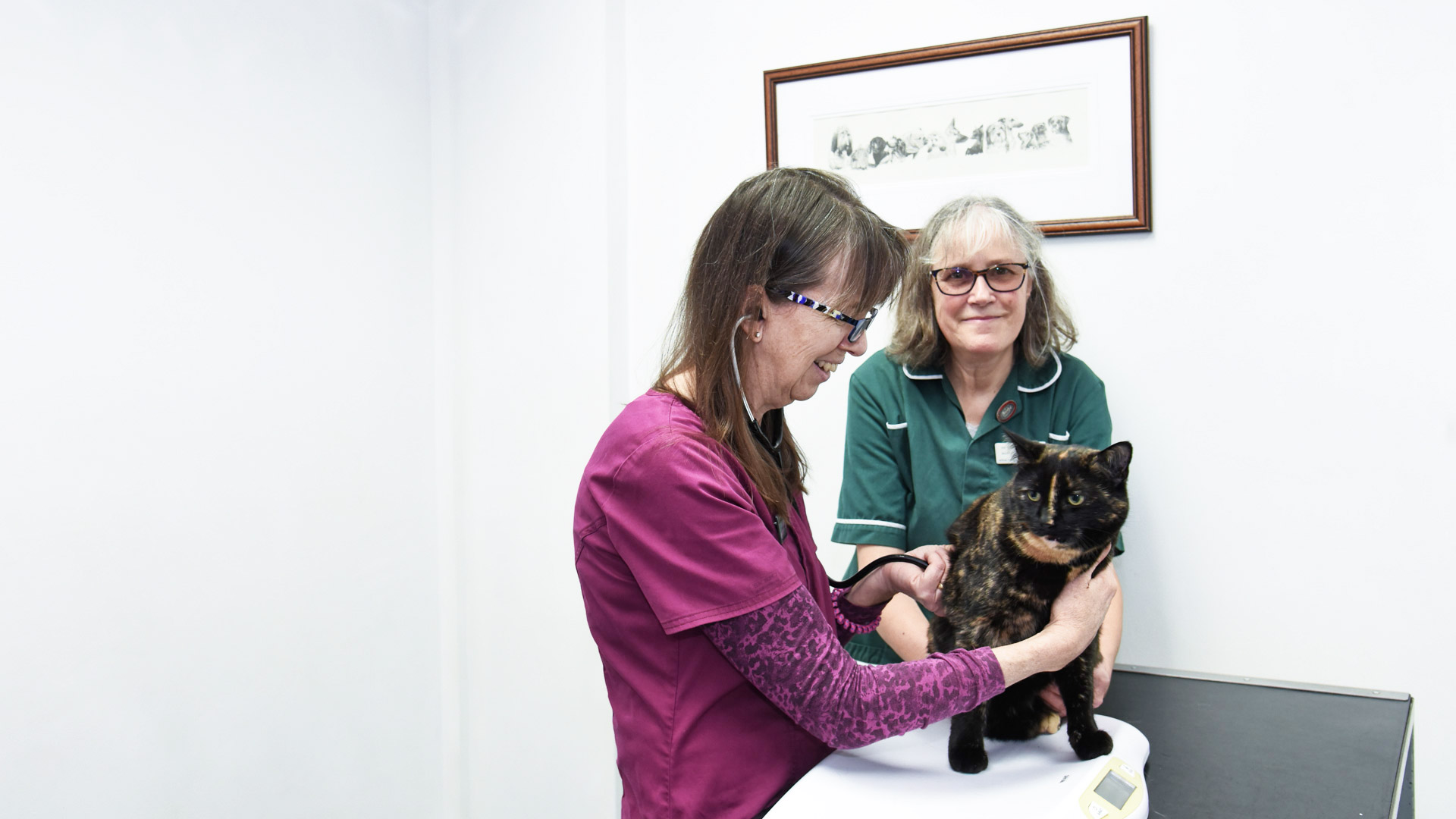 Vets in Ulverston Affordable Ulverston Vets South Lakes Vets