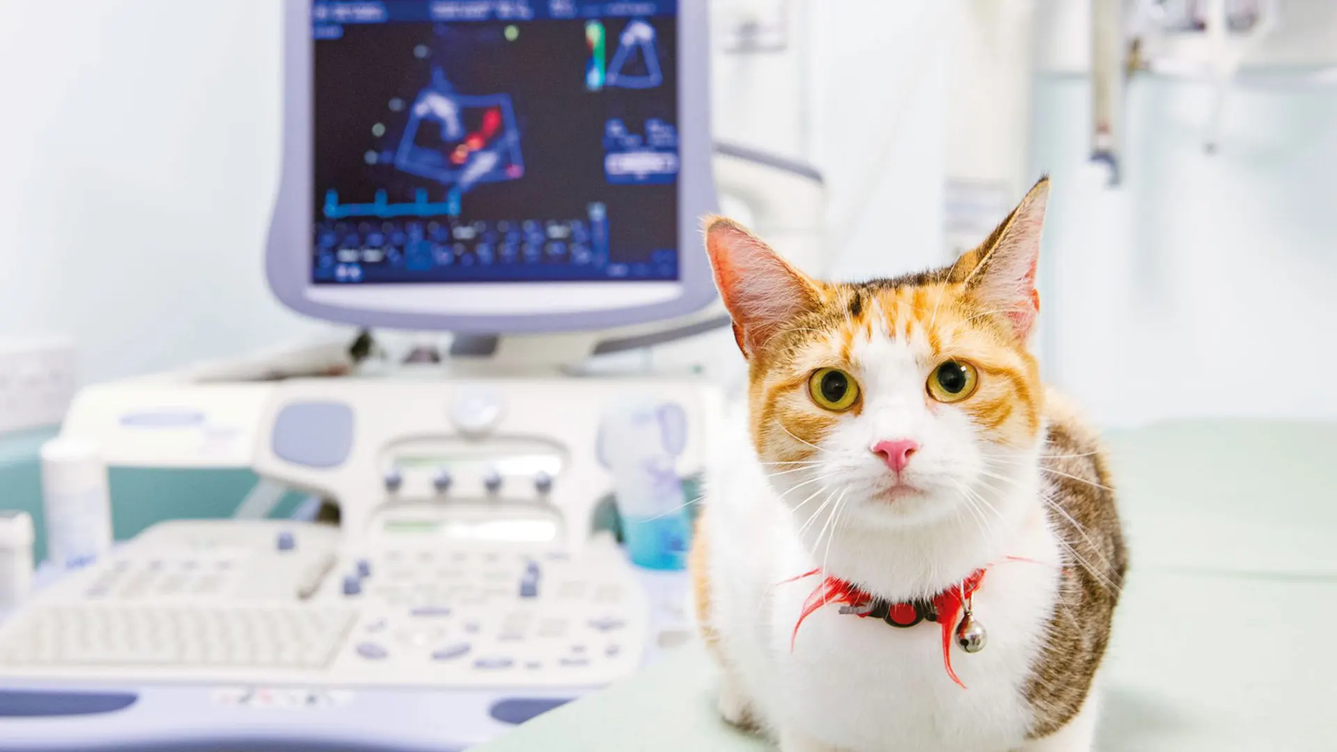 Cardiac Assessment at Southview Vets | Local Vets in Clonmel, Co. Tipperary  - Southview Vets