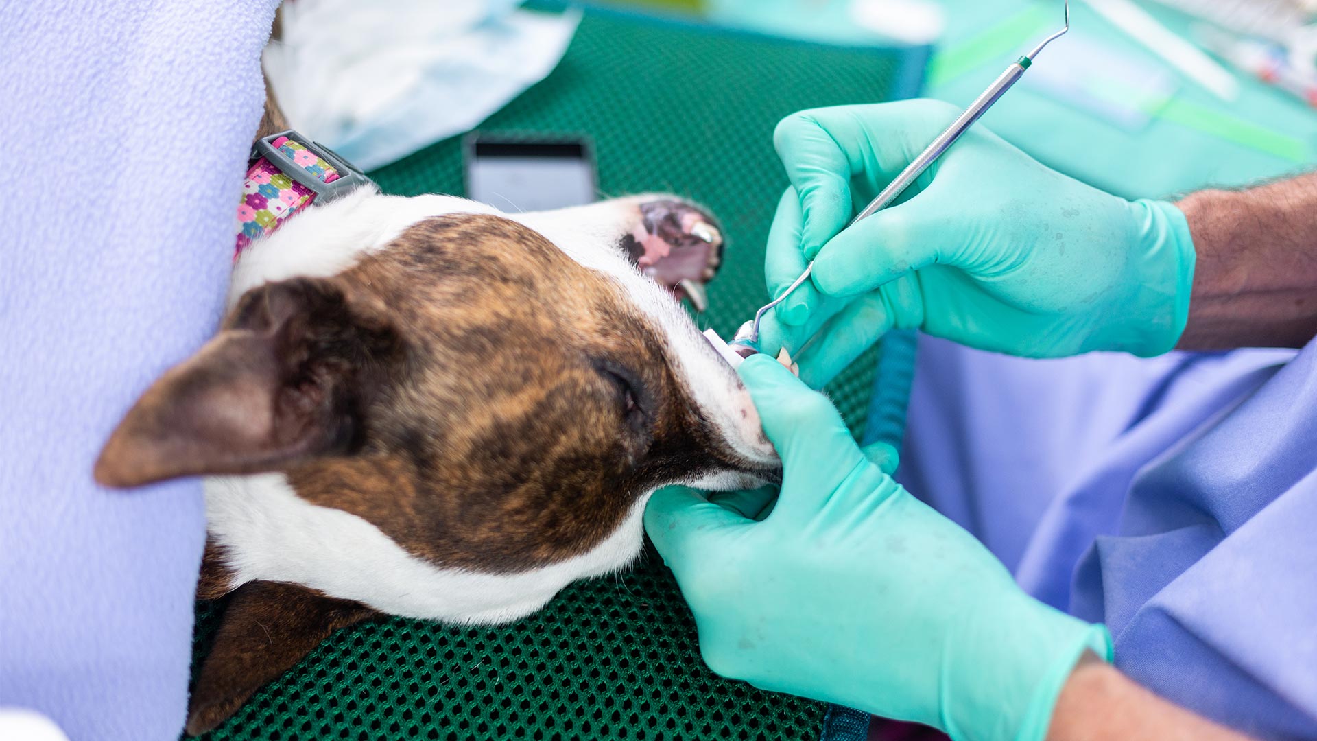 Veterinary Services Local Vets in Sudbury, Peterborough,