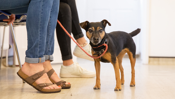 Jack Russel Waiting Room