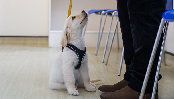 Puppy in waiting room