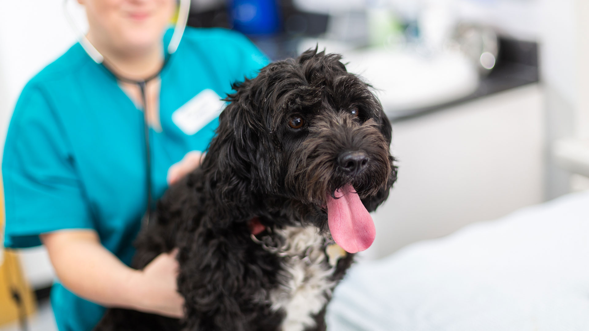 Pet News | Local Vets in the Heart of Essex - Spring Lodge Vets