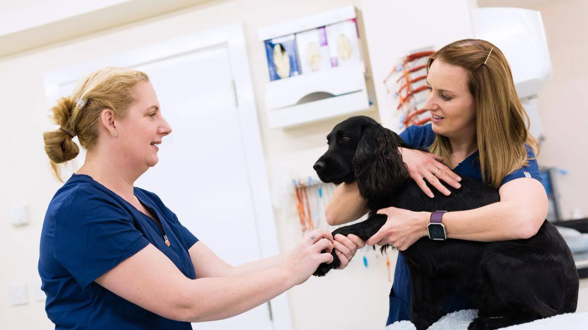 Prices | Local Vets in Lincs - Stamford Vets