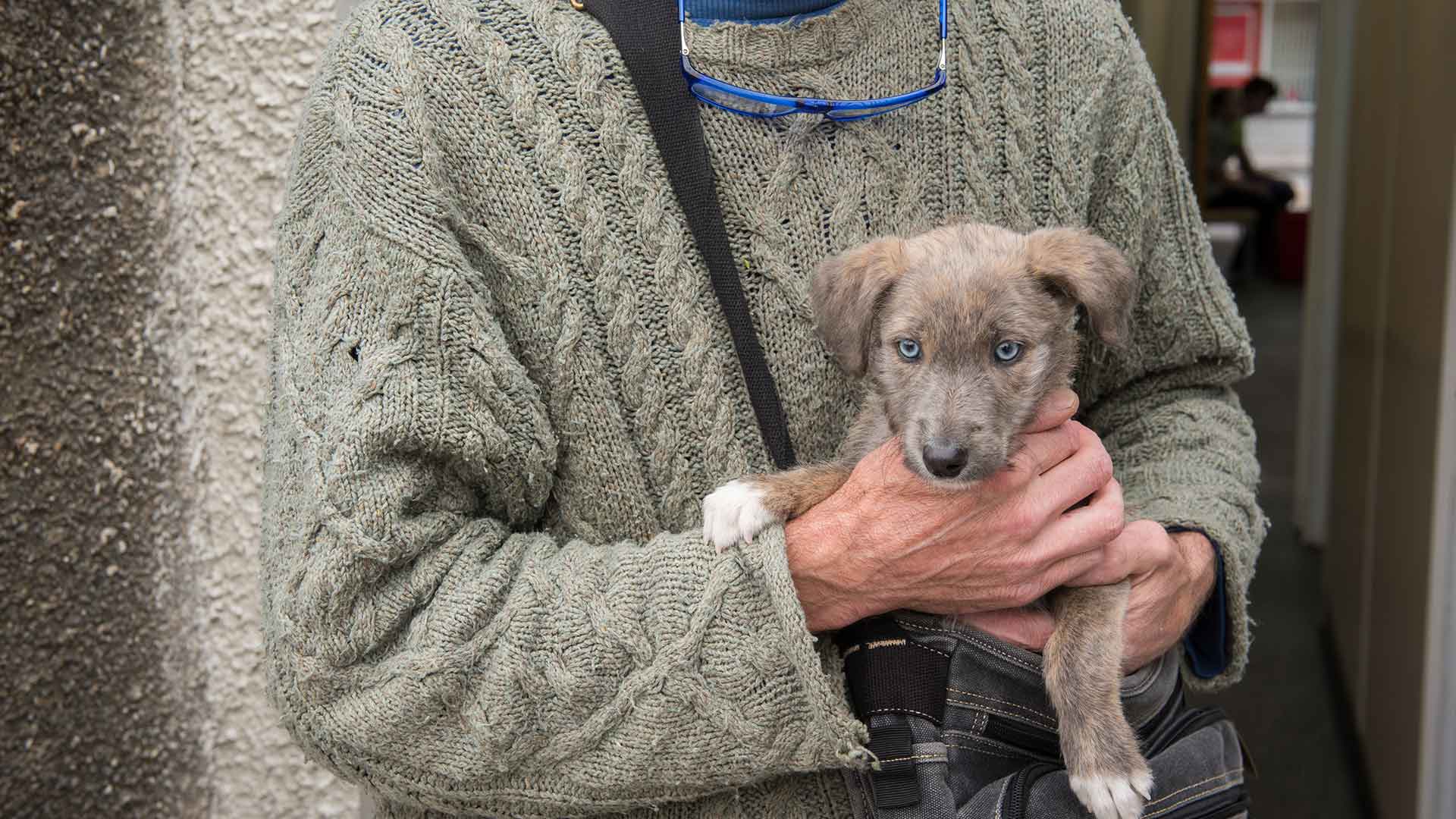 Neutering Vets in West Wales Steffan Vets