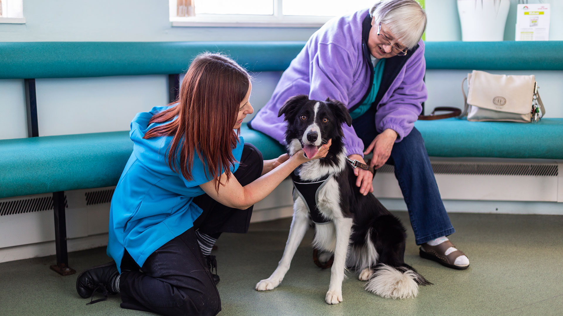 Useful Links from St Vets We Excel for You! AwardWinning