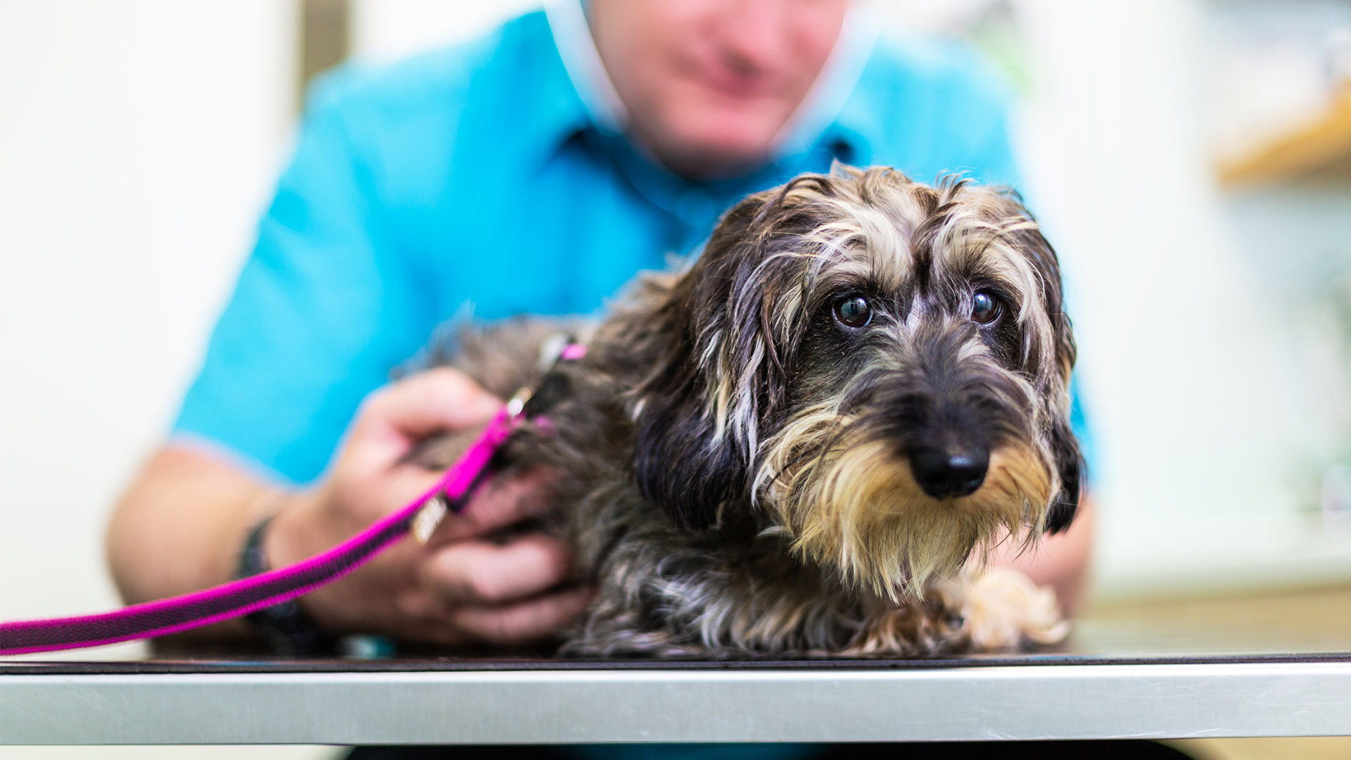 24 hour vet st george area