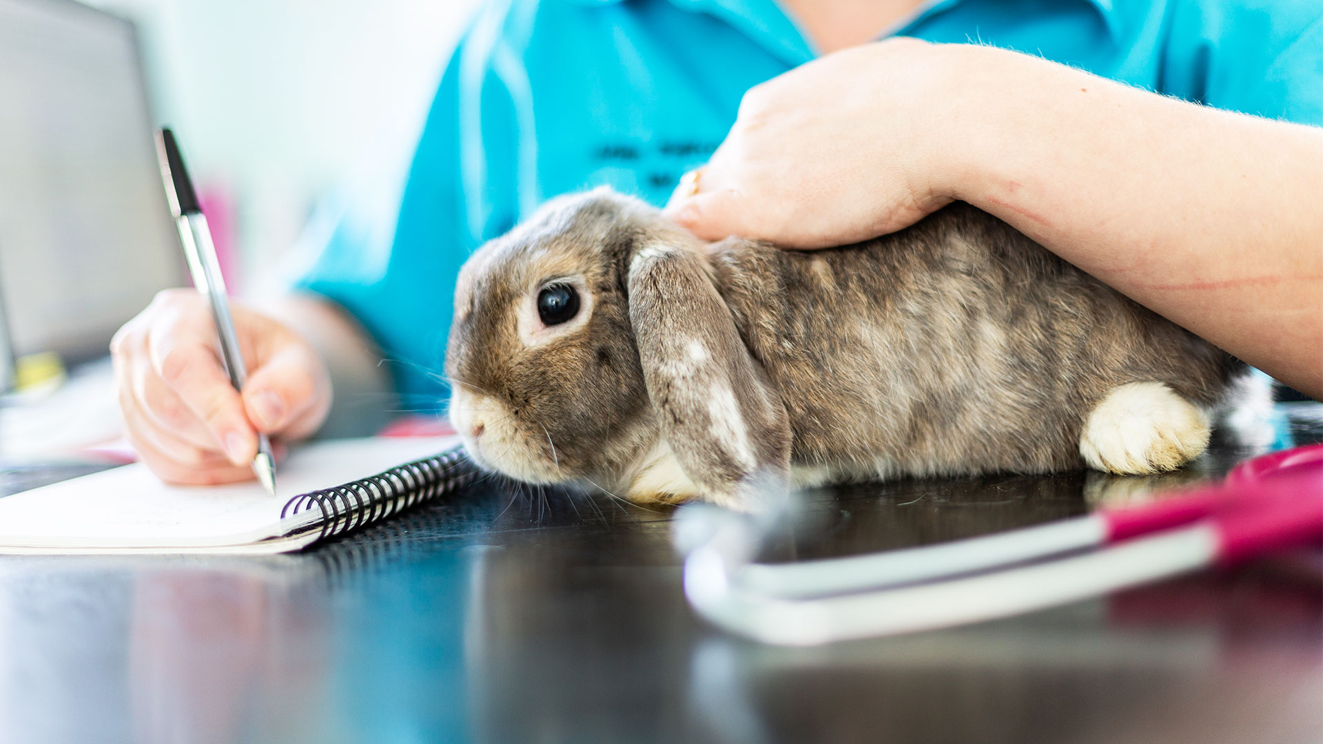 Your Rabbit Pet Advice from St Vets, Vaccines, Neutering