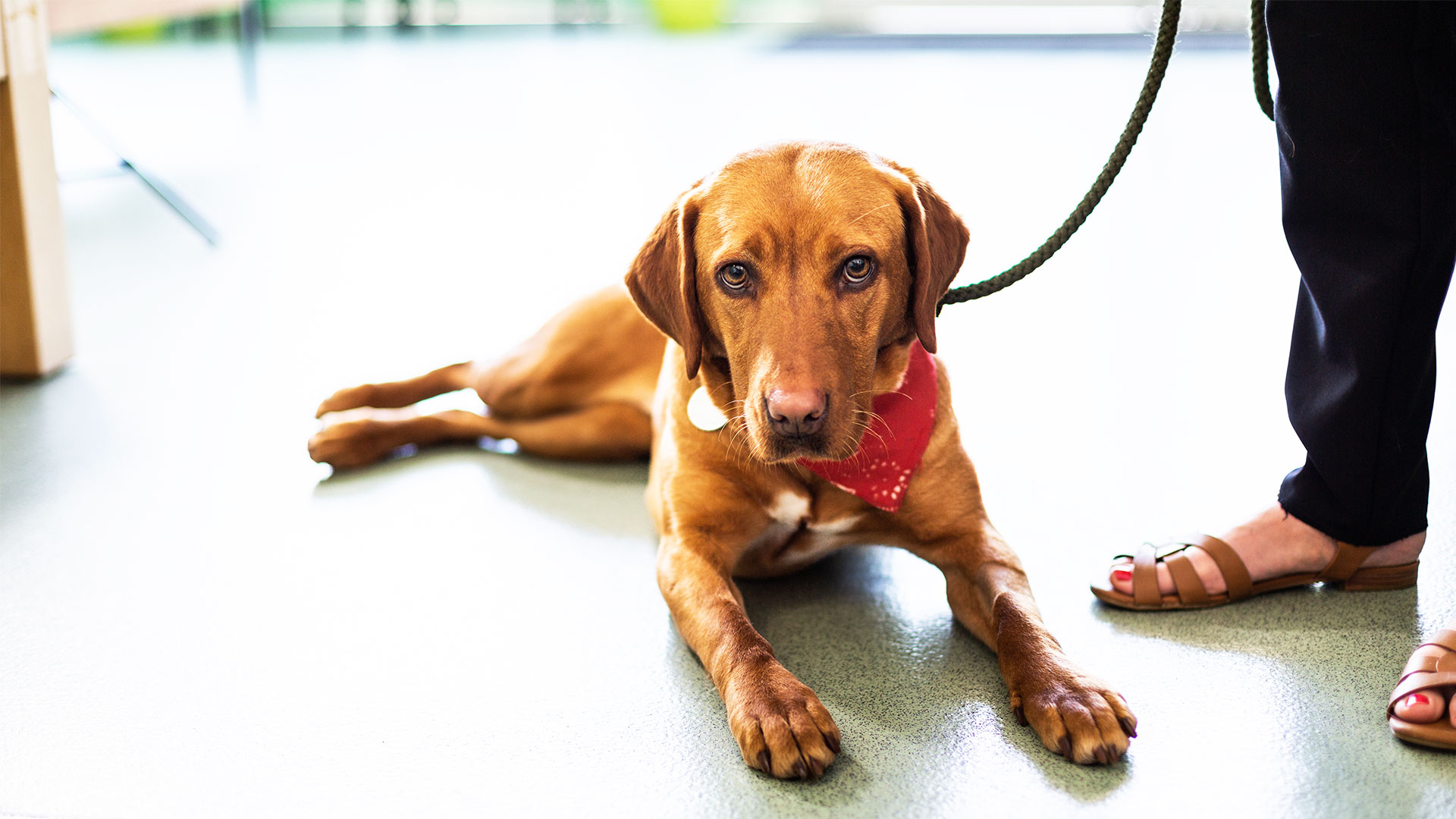 Our Hospital at St Vets What Can We Do For You & Your Pet