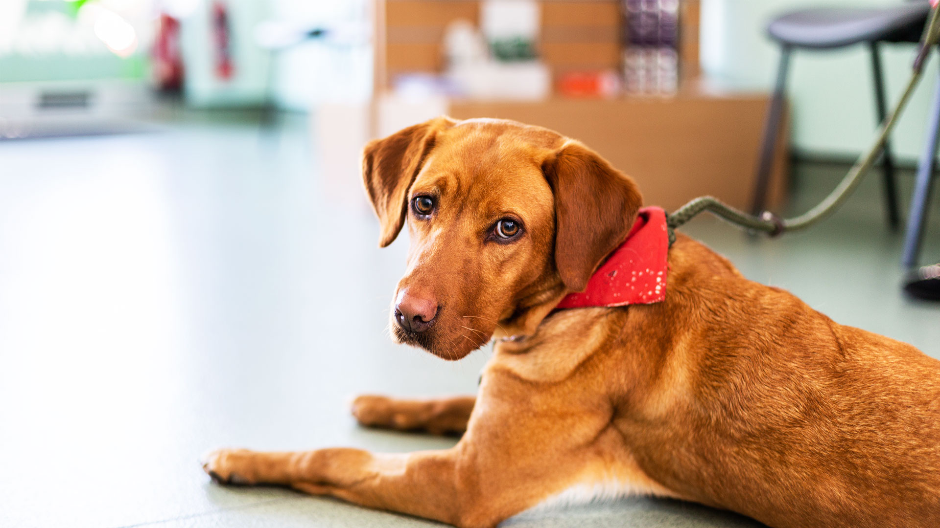 Your Dog Pet Advice from St Vets, Vaccines, Neutering, Fleas