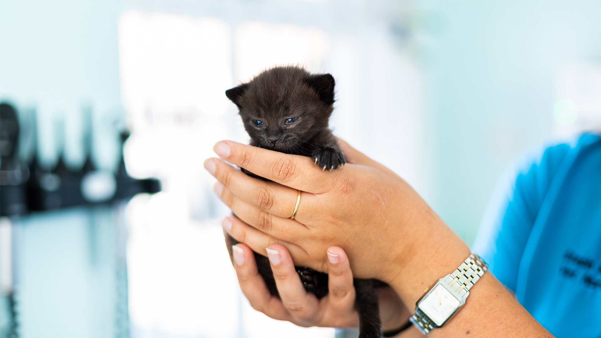 Your Cat Pet Advice from St Vets, Vaccines, Neutering, Worms