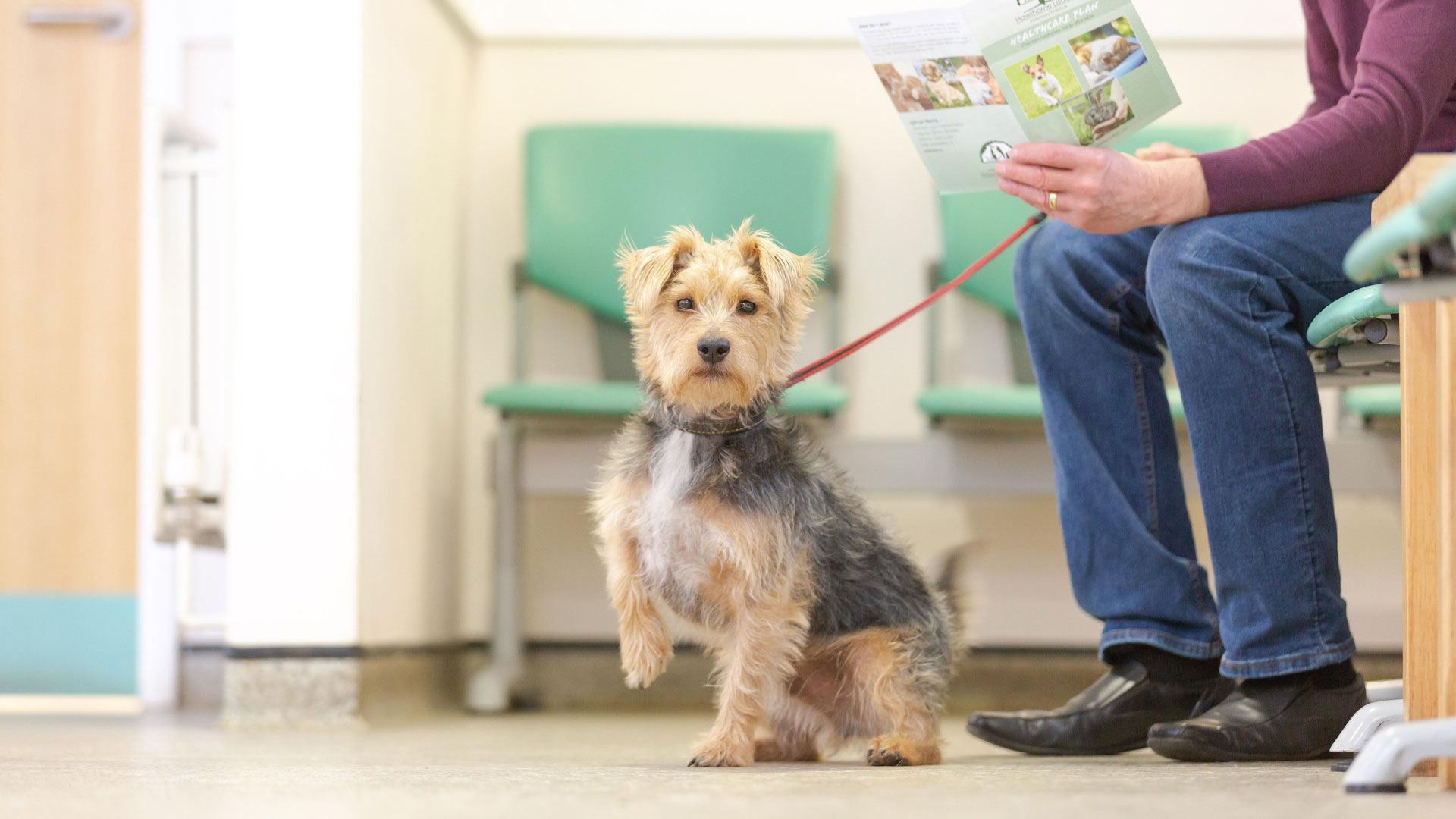 Vets in Ferndown | Local Vet Near Bournemouth - St Marys Vets Vets in Ferndown | Local Vet Near Bournemouth - St Marys Vets