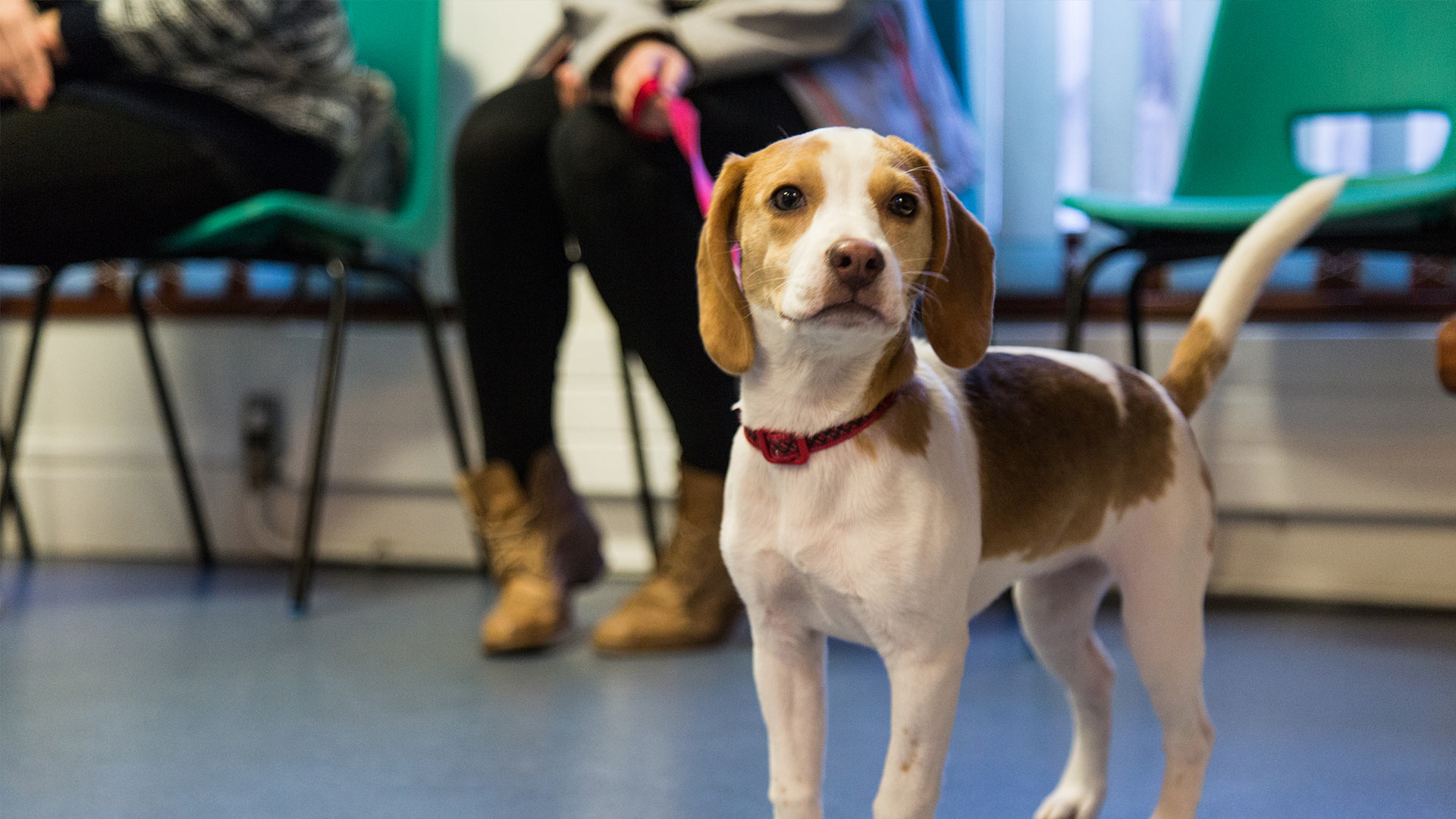 About us Local Vets in Upton upon Severn & Worcester Stocks Vets