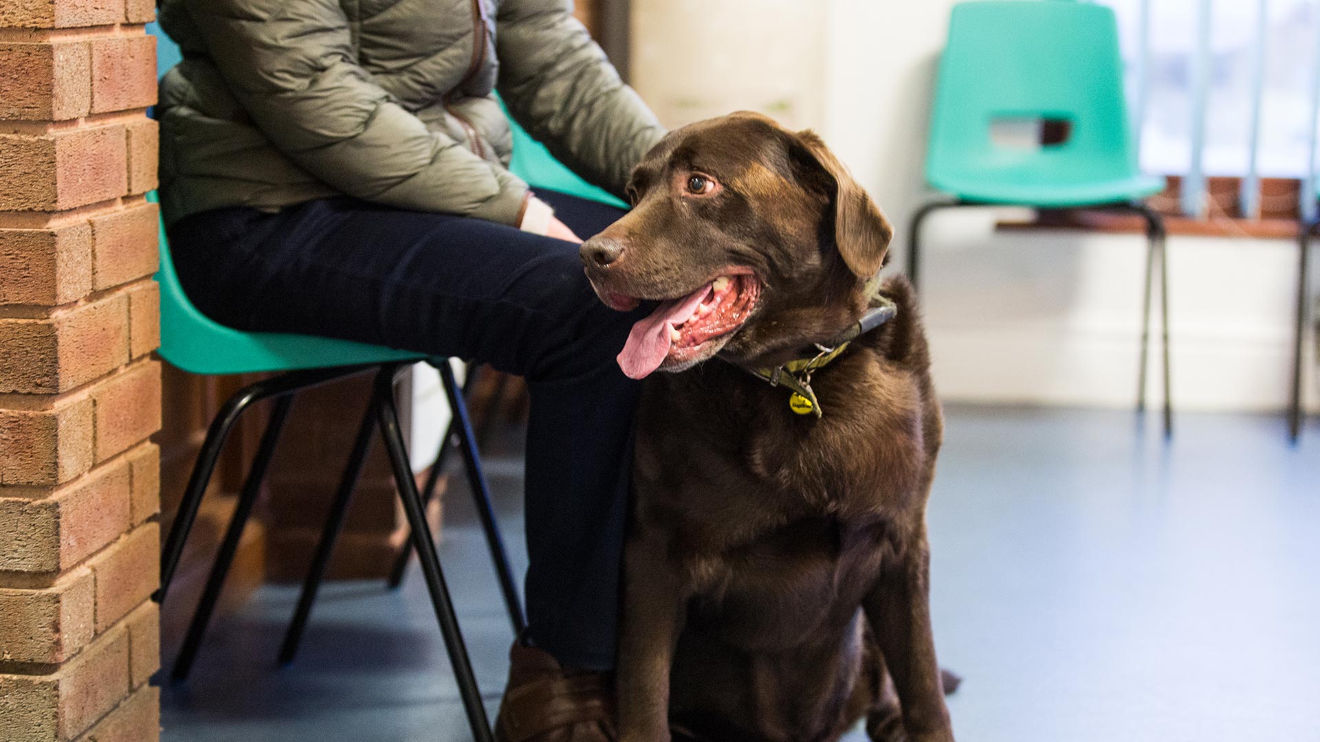 Pet Mobility Advice from Vets in Worcester Stocks Vets