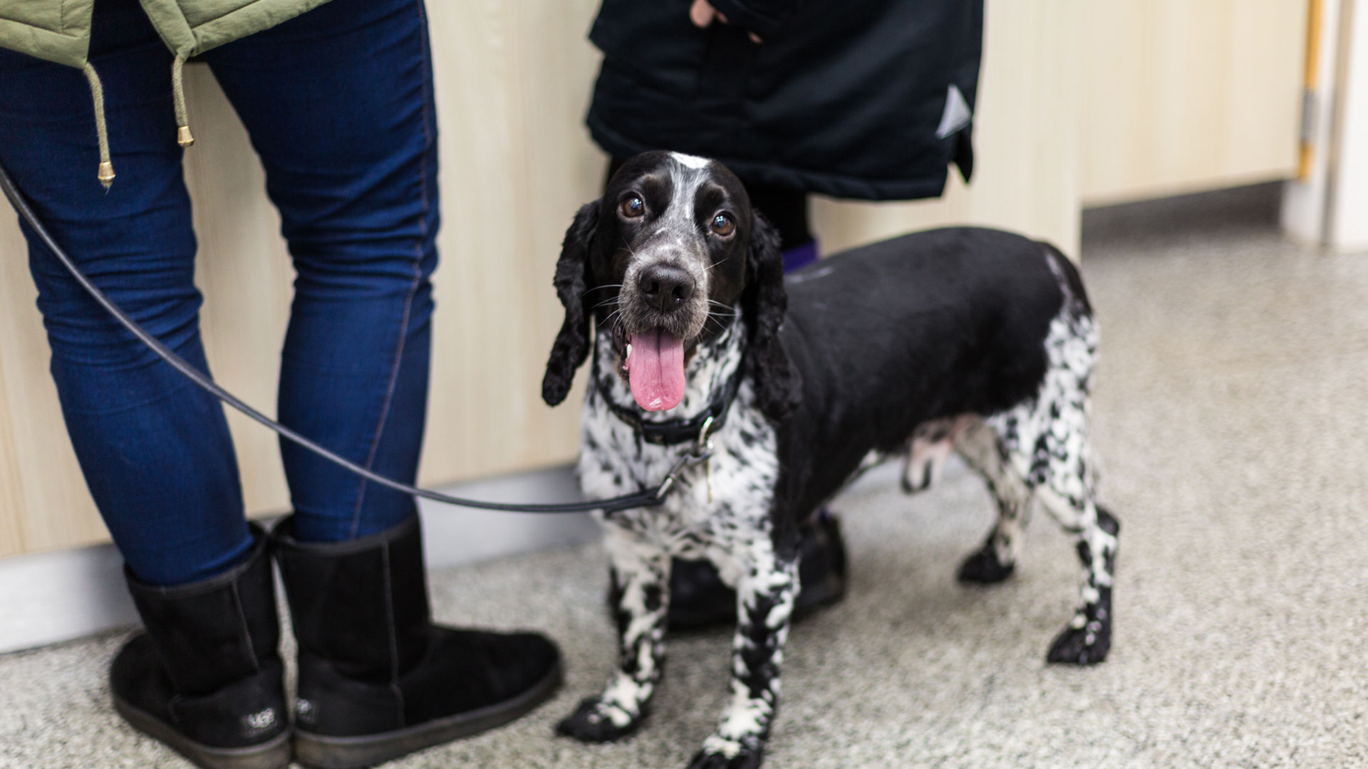 Neutering Local Vets in Upton upon Severn & Worcester Stocks Vets