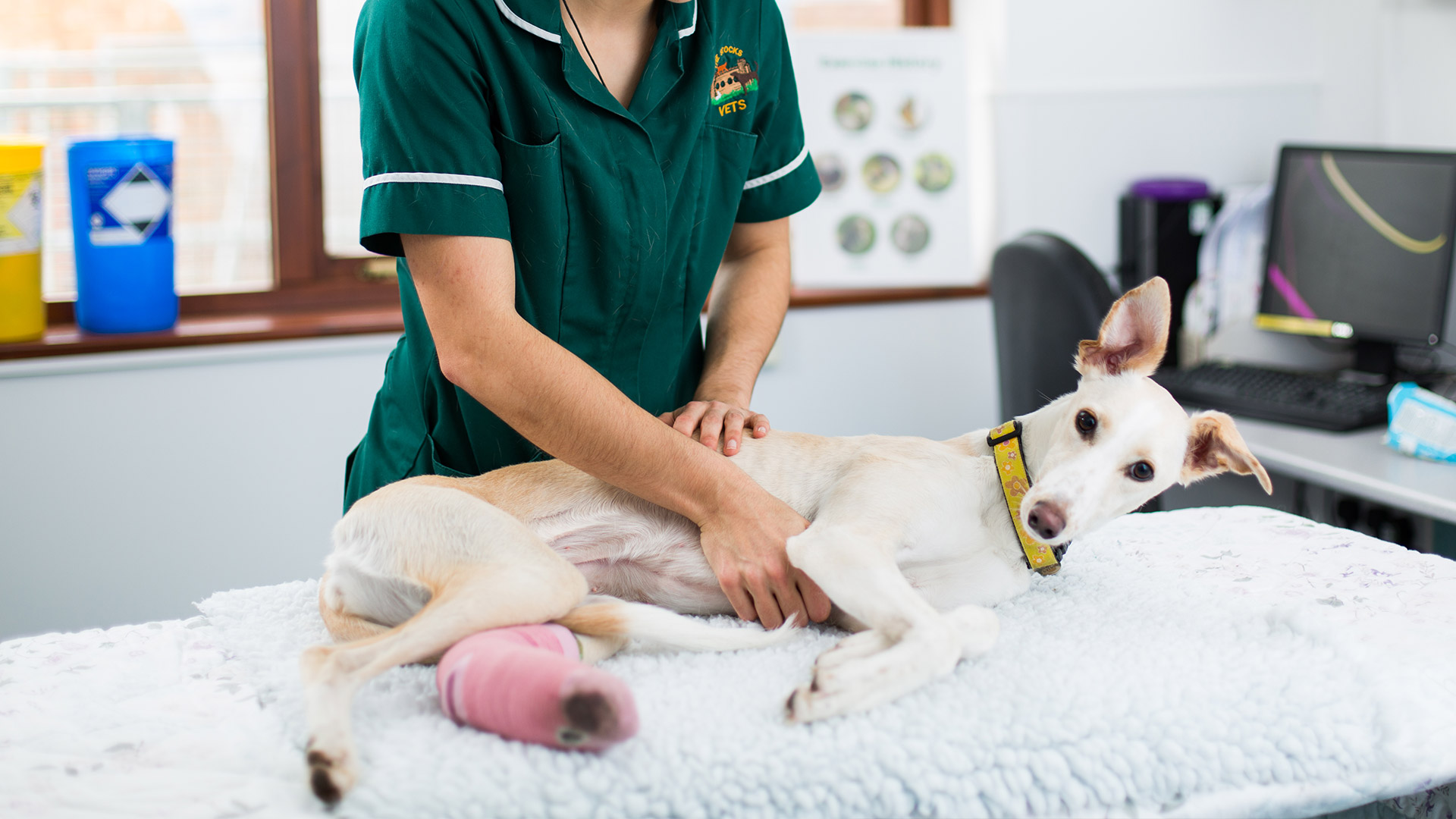 Acupuncture and Massage Local Vets in Upton upon Severn & Worcester