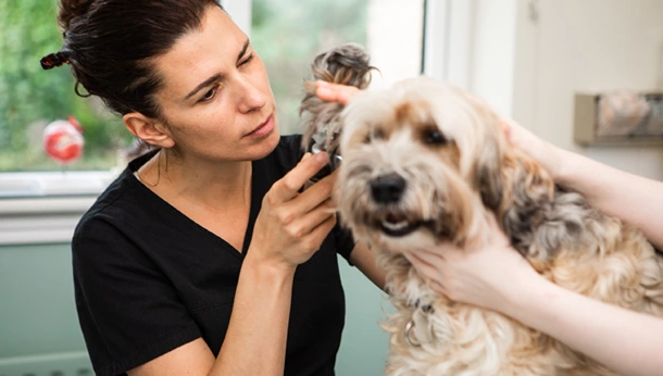 Top Quality Pet Care In Hampshire | Strathmore Vets - Strathmore Vets