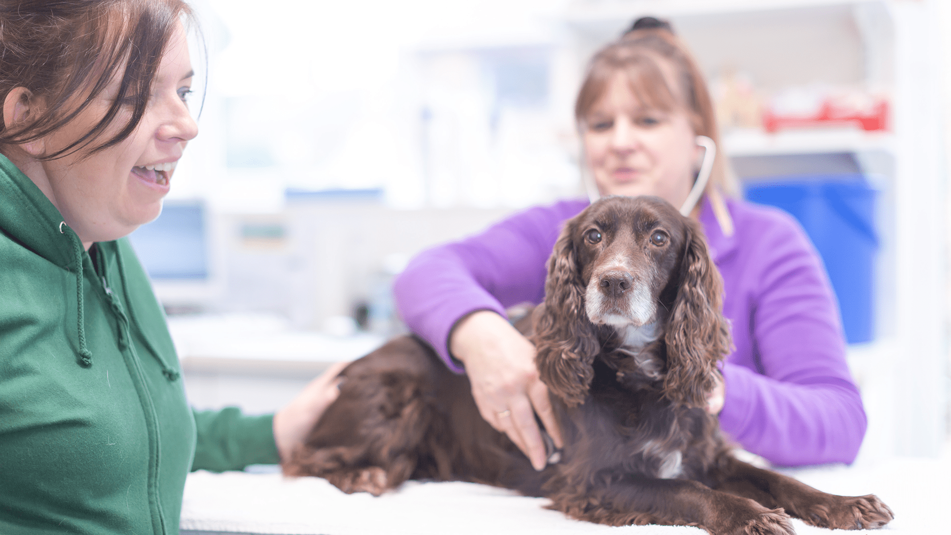 Contact us | Local Vets in Fakenham - Summerhill Vets, Norfolk