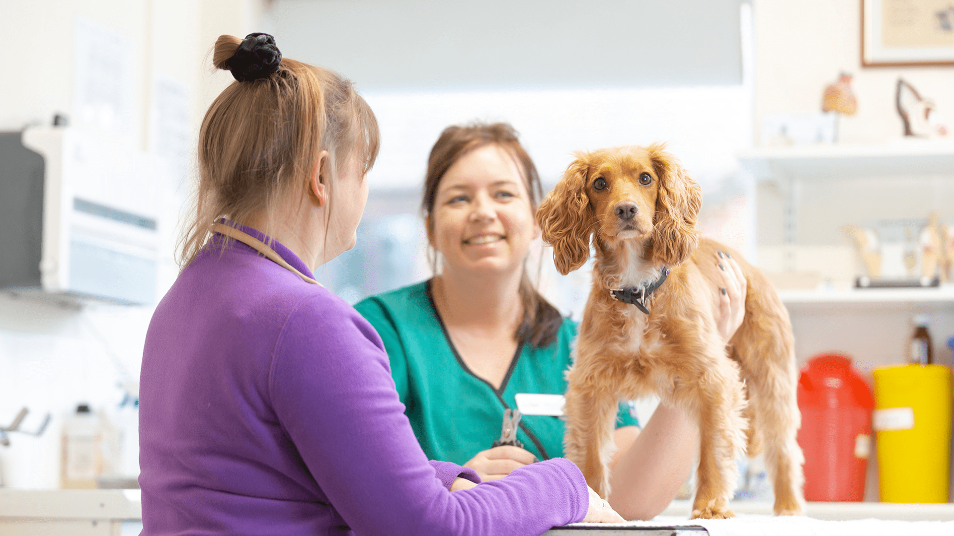 Summerhill Vets, Fakenham | Affordable Norfolk Vets in Fakenham