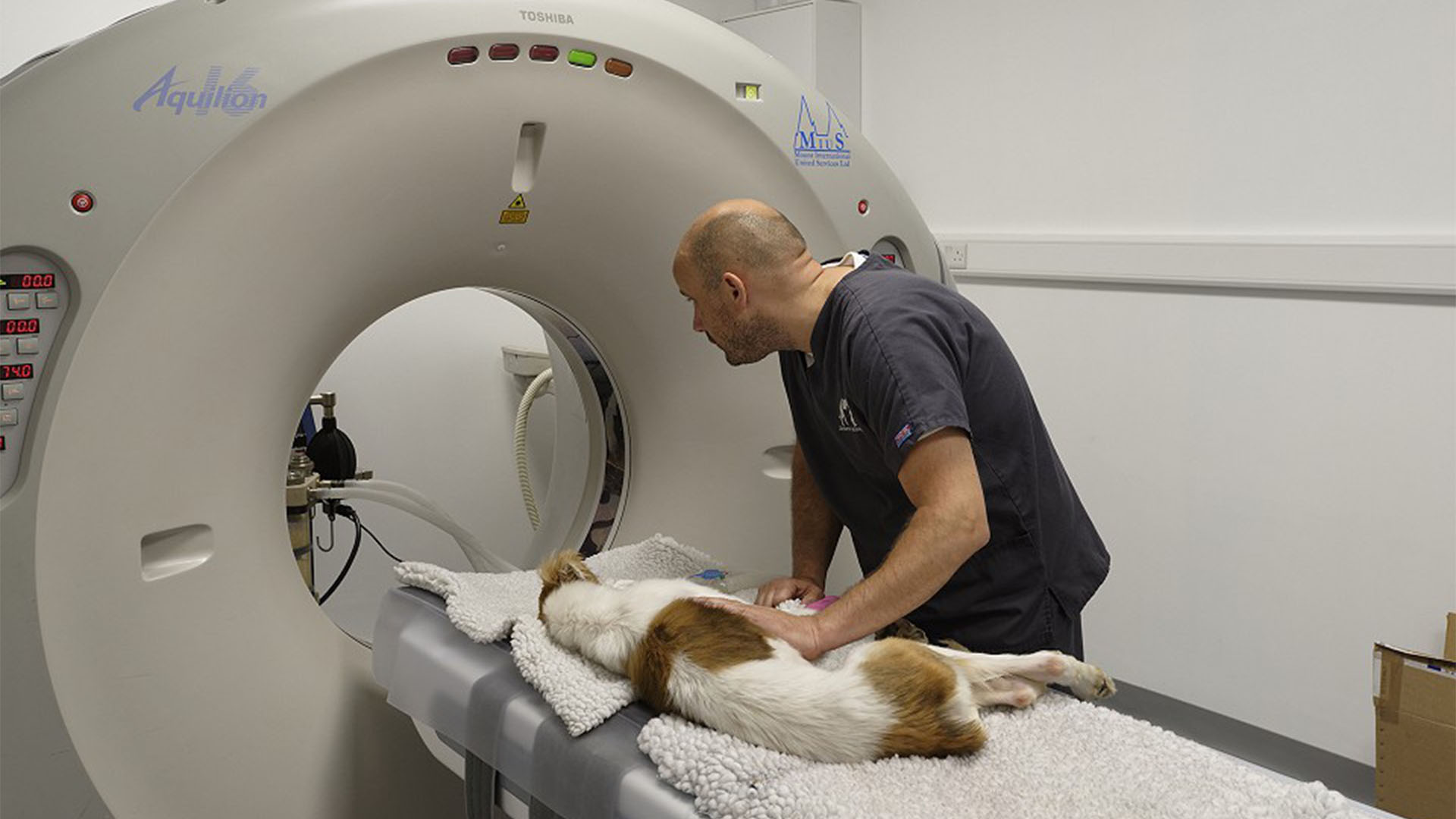 what is a ct scan for dogs